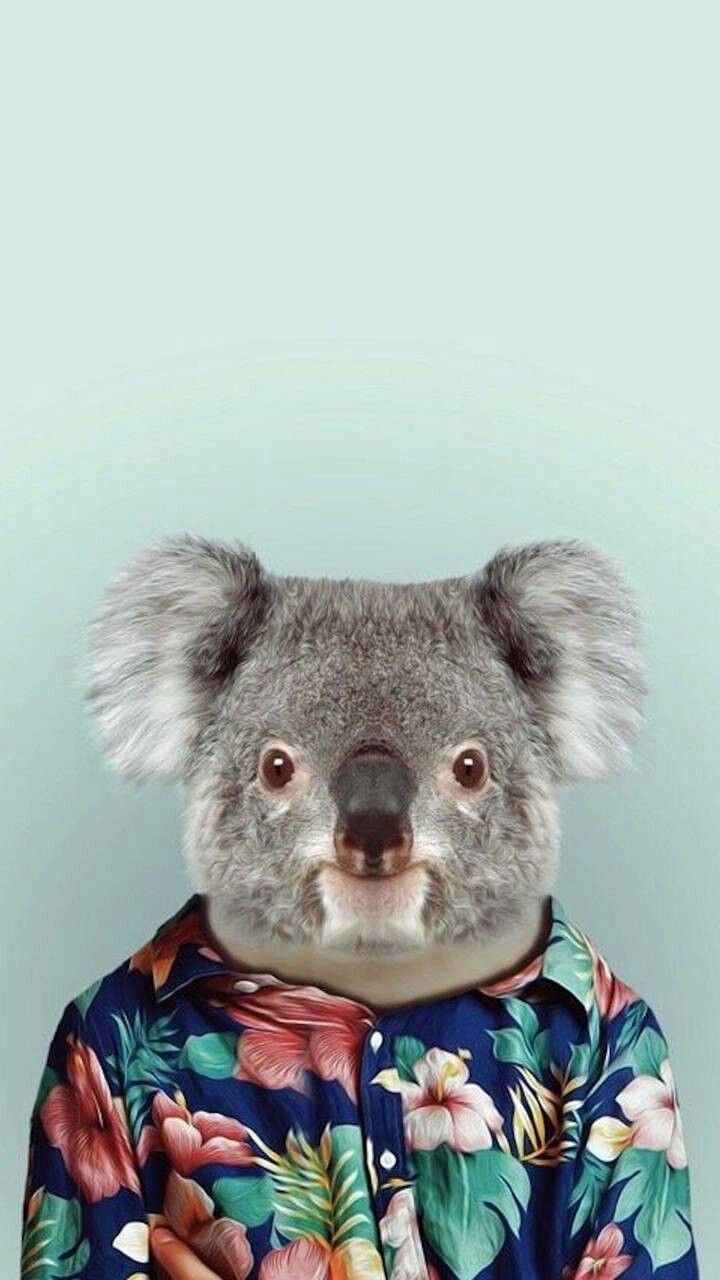 Cute koala in a nice shirt!. Koala, iPhone 6 wallpaper, Hipster