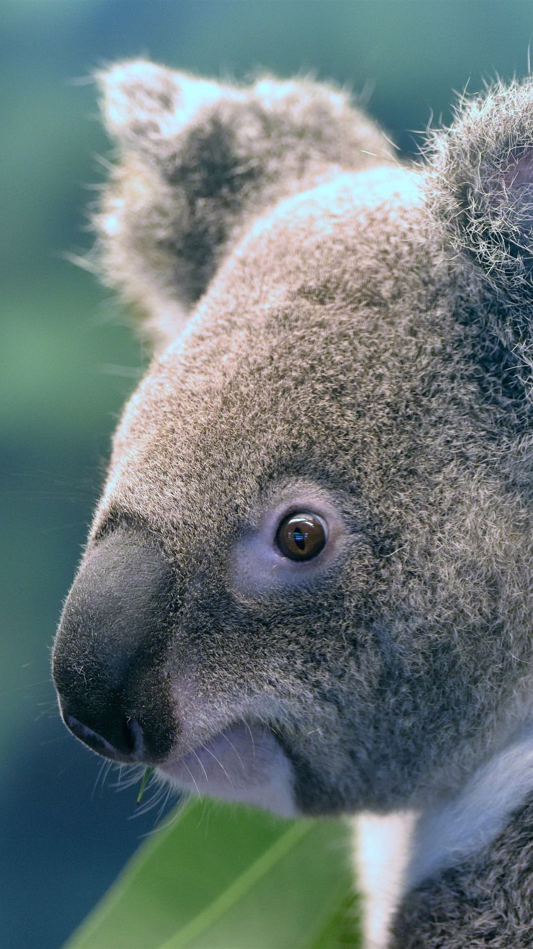 Cute Animal, Koala 1125x2436 IPhone 11 Pro XS X Wallpaper