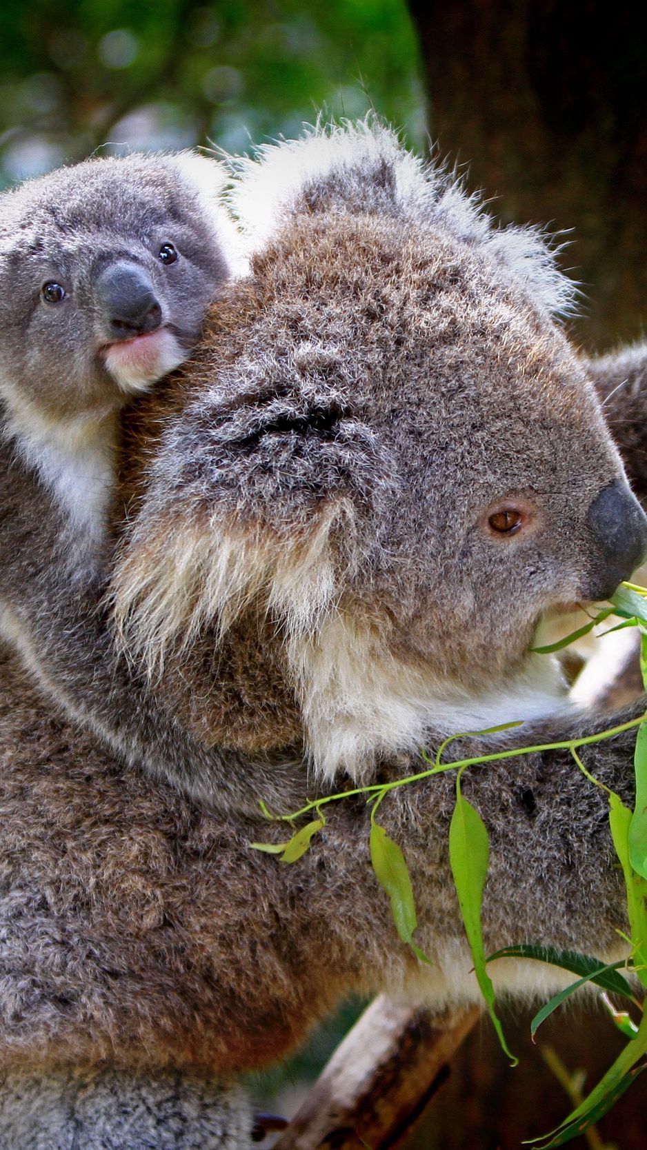Koalas. Animals, Infinity wallpaper