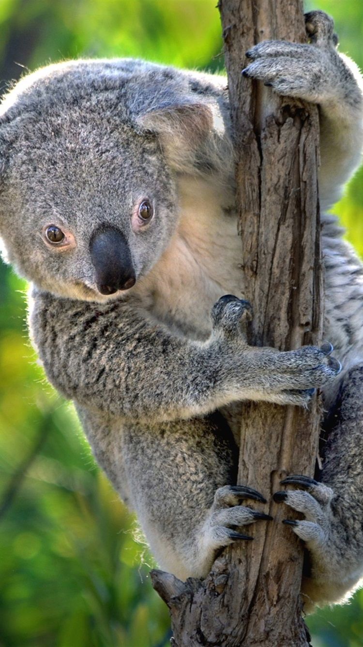 Australia, Cute Koala, Marsupials 750x1334 IPhone 8 7 6 6S
