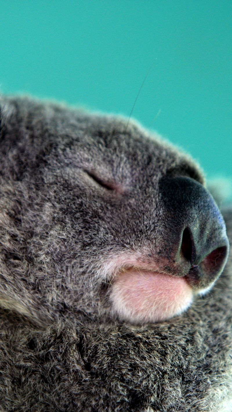 Wallpaper Koala, Sleep, Snout Wallpaper Kaoala, HD