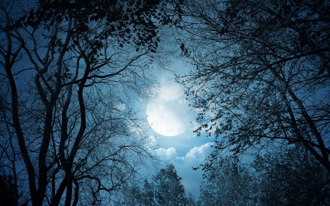 Dark Trees Full Moon Night wallpaper. Dark Trees Full Moon Night