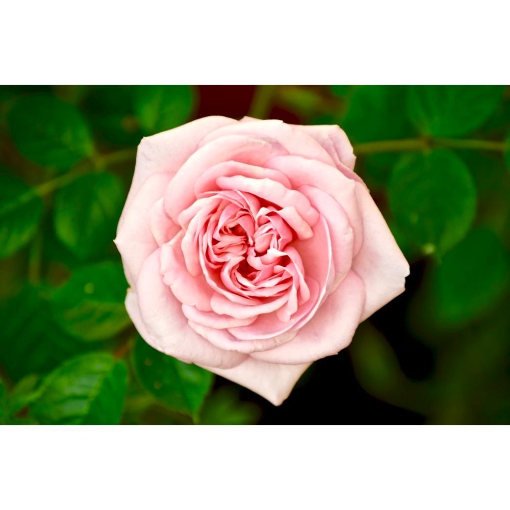 Beautiful Rose Wallpaper for Flower Lovers