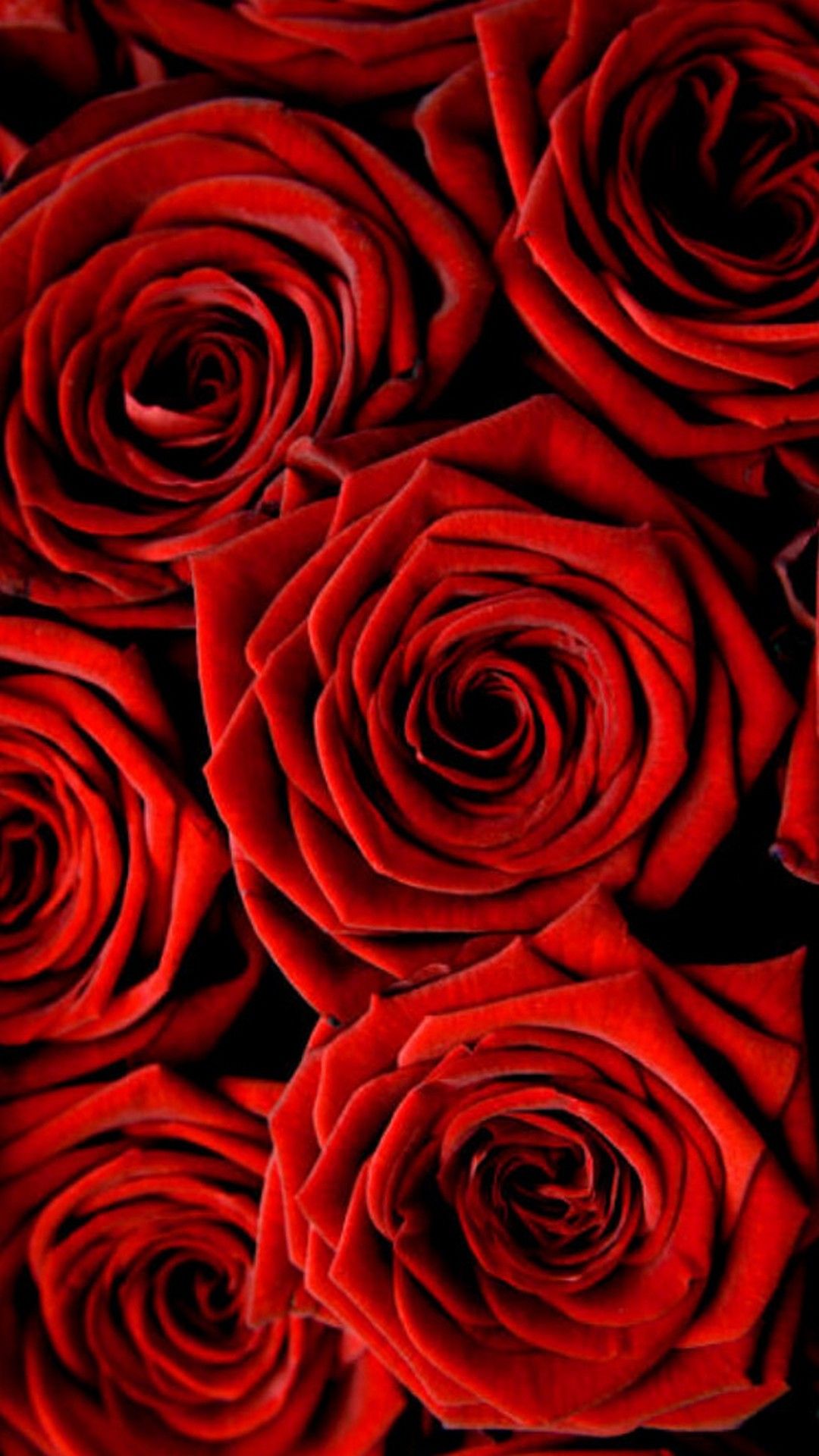 Rose Wallpaper For iPhone Cute Wallpaper