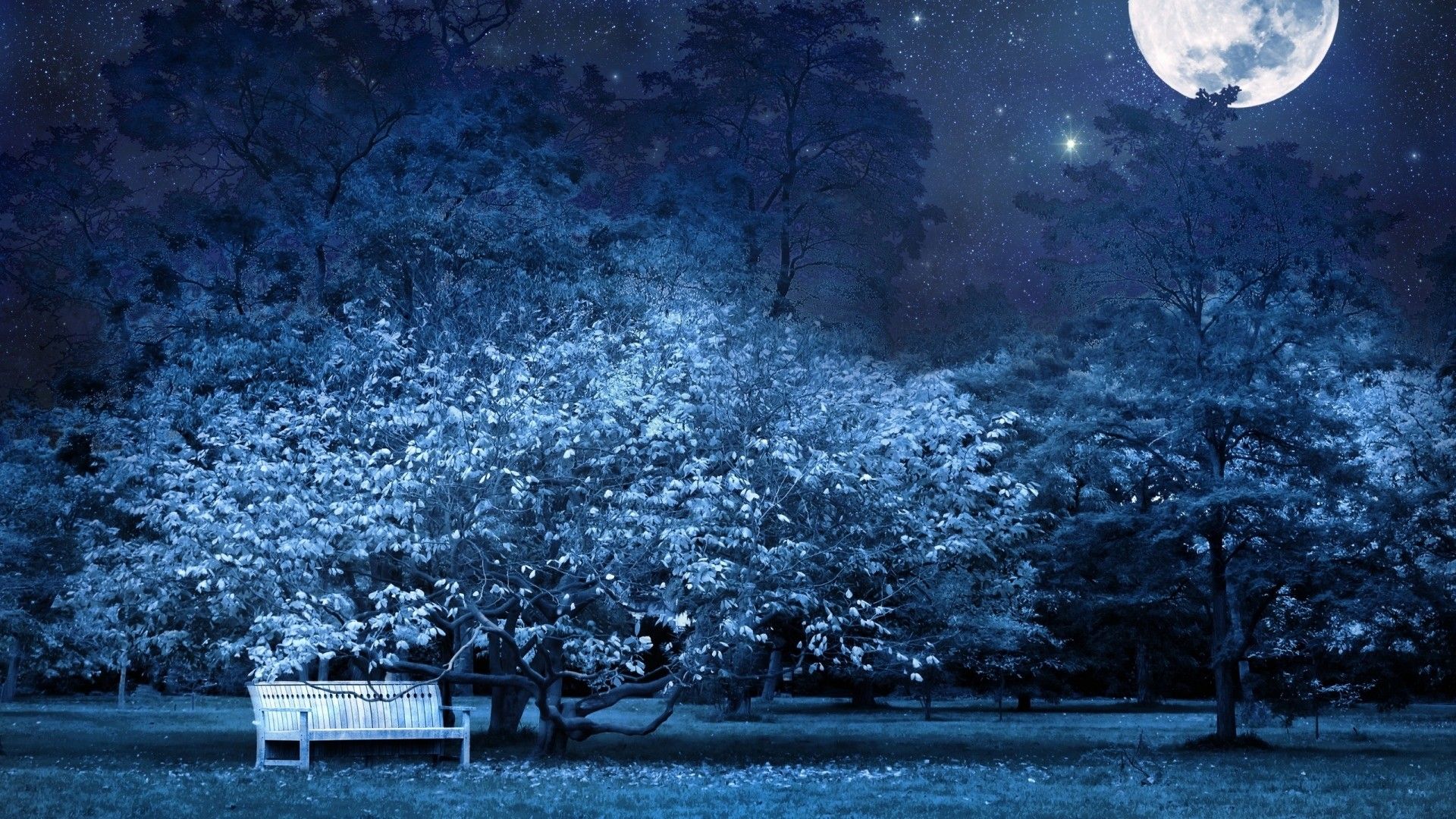 Full Moon Night #Wallpaper