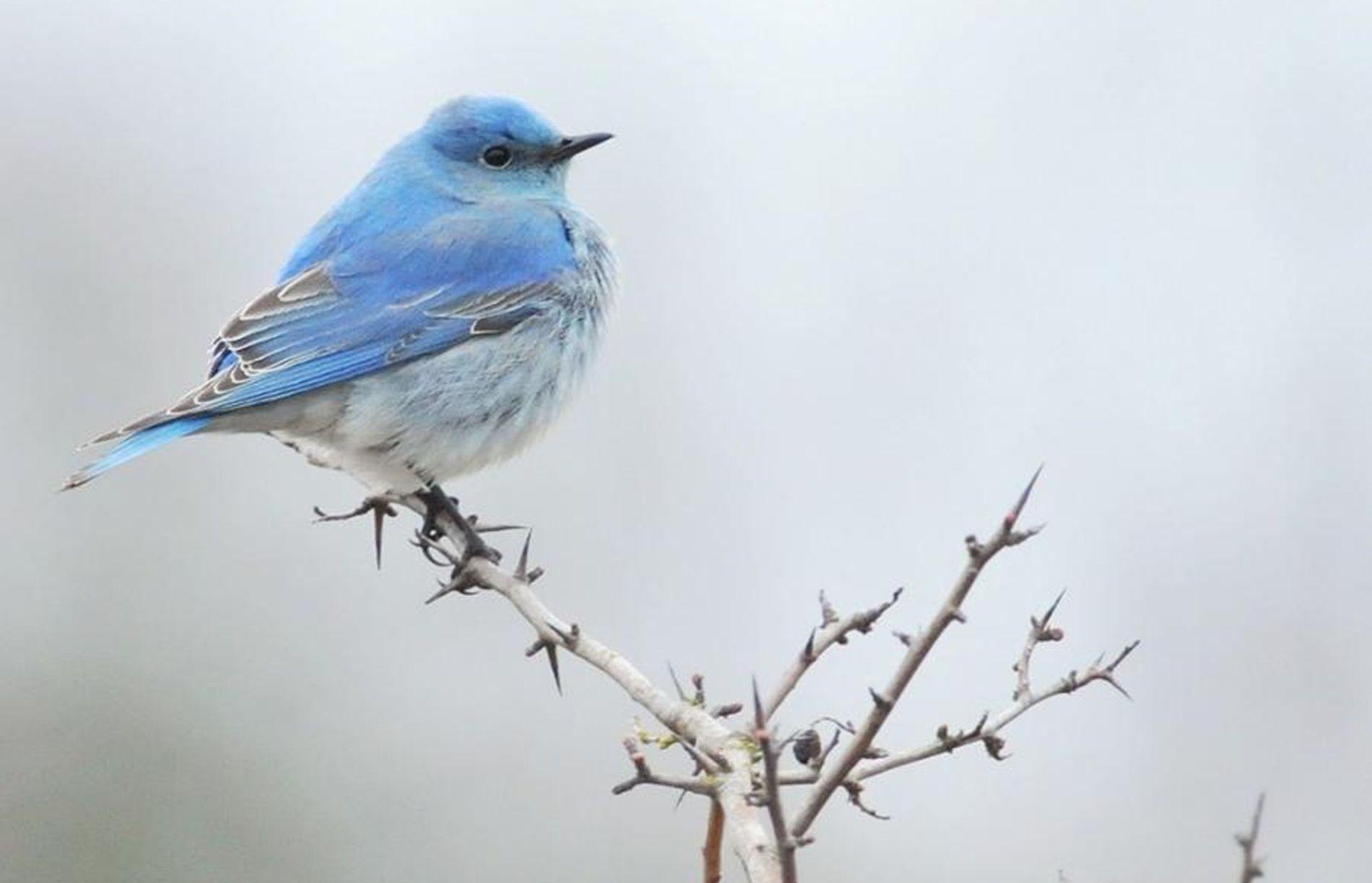 Blue Bird Wallpaper Free Blue Bird Background