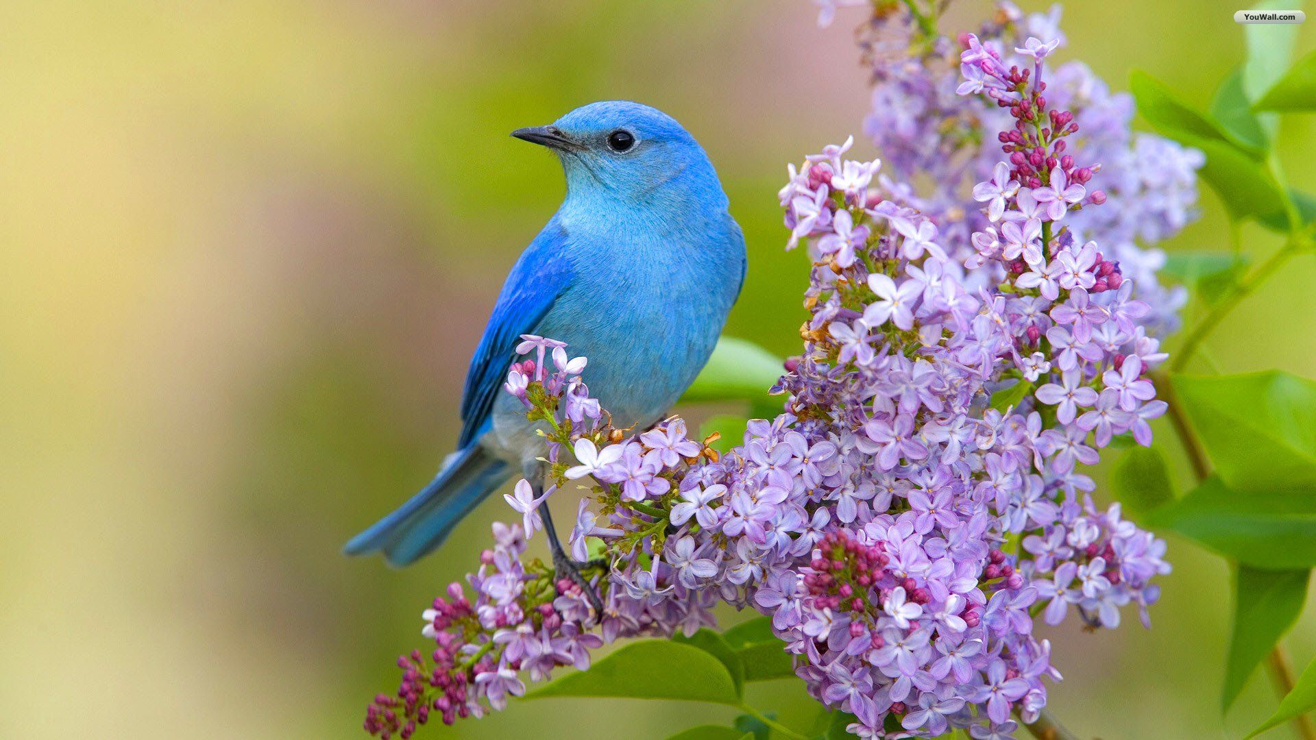 blue birds desktop wallpaper free