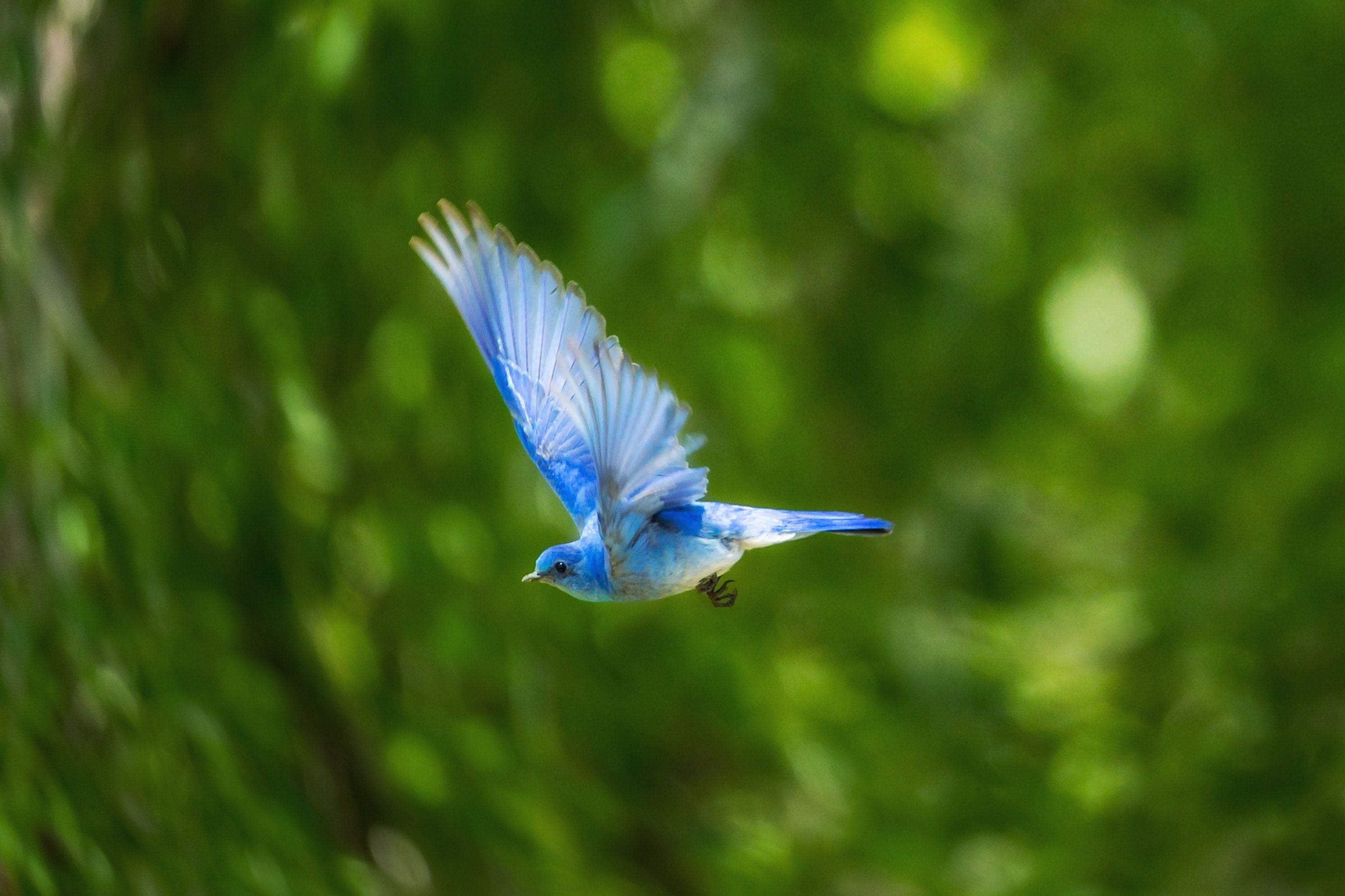 Blue Bird Wallpaper Free Blue Bird Background