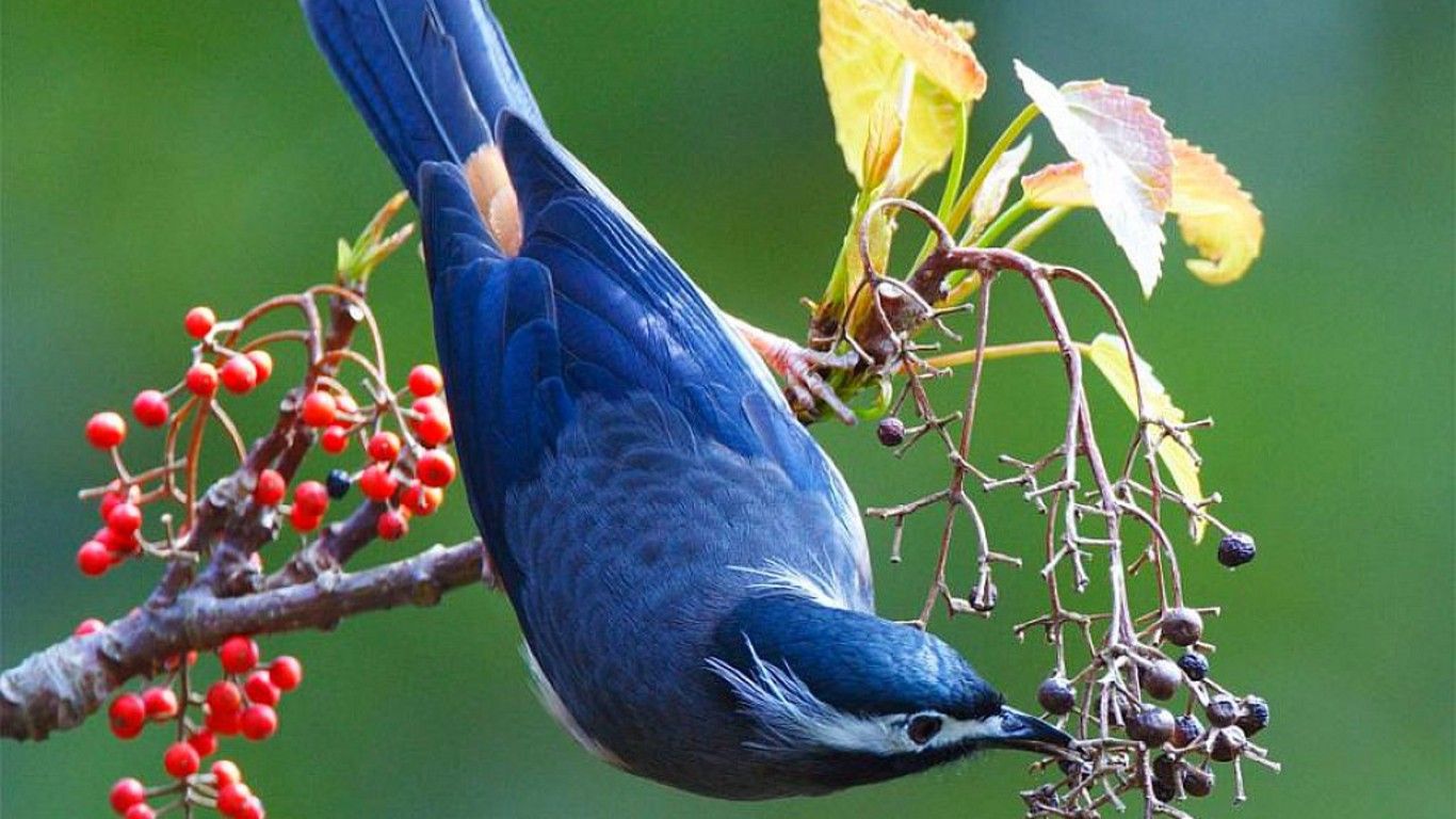 Bluebird Desktop Background. Bluebird