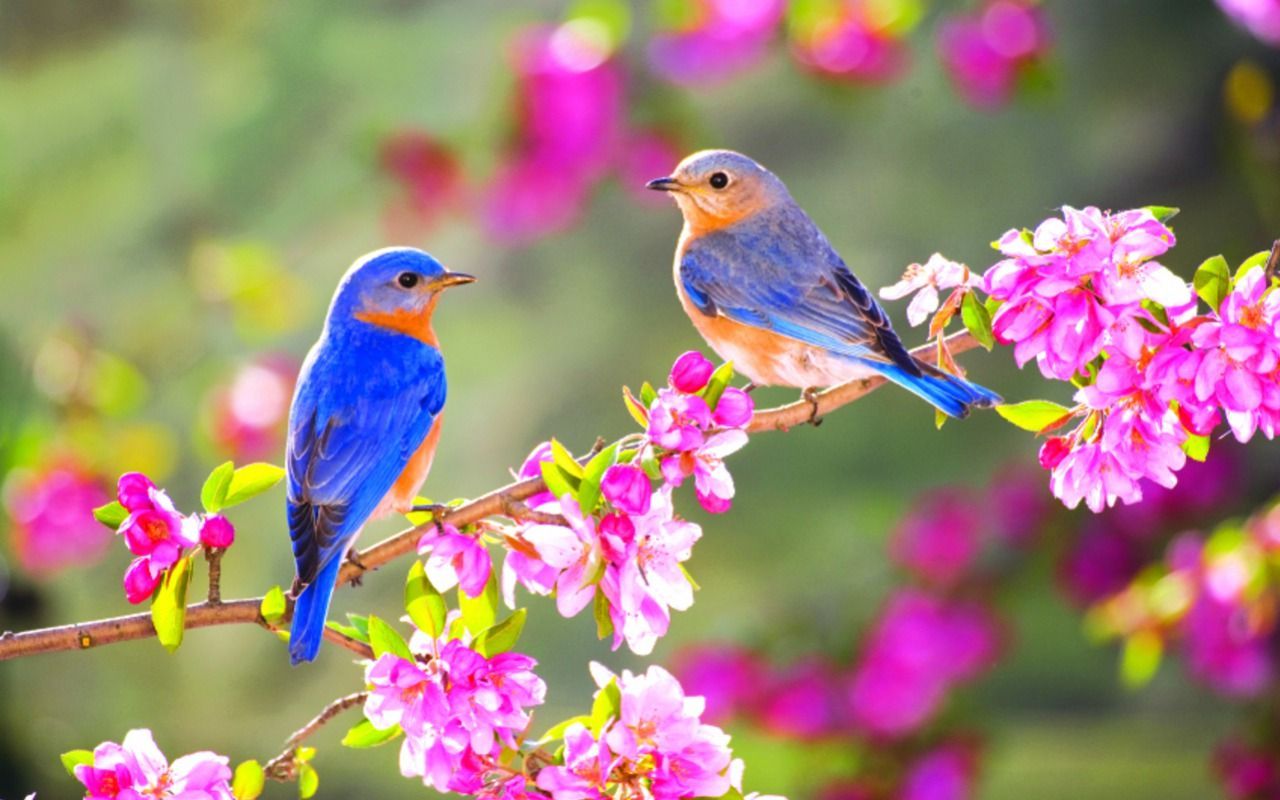 Spring Blue Birds. [Desktop wallpaper 1280x800]