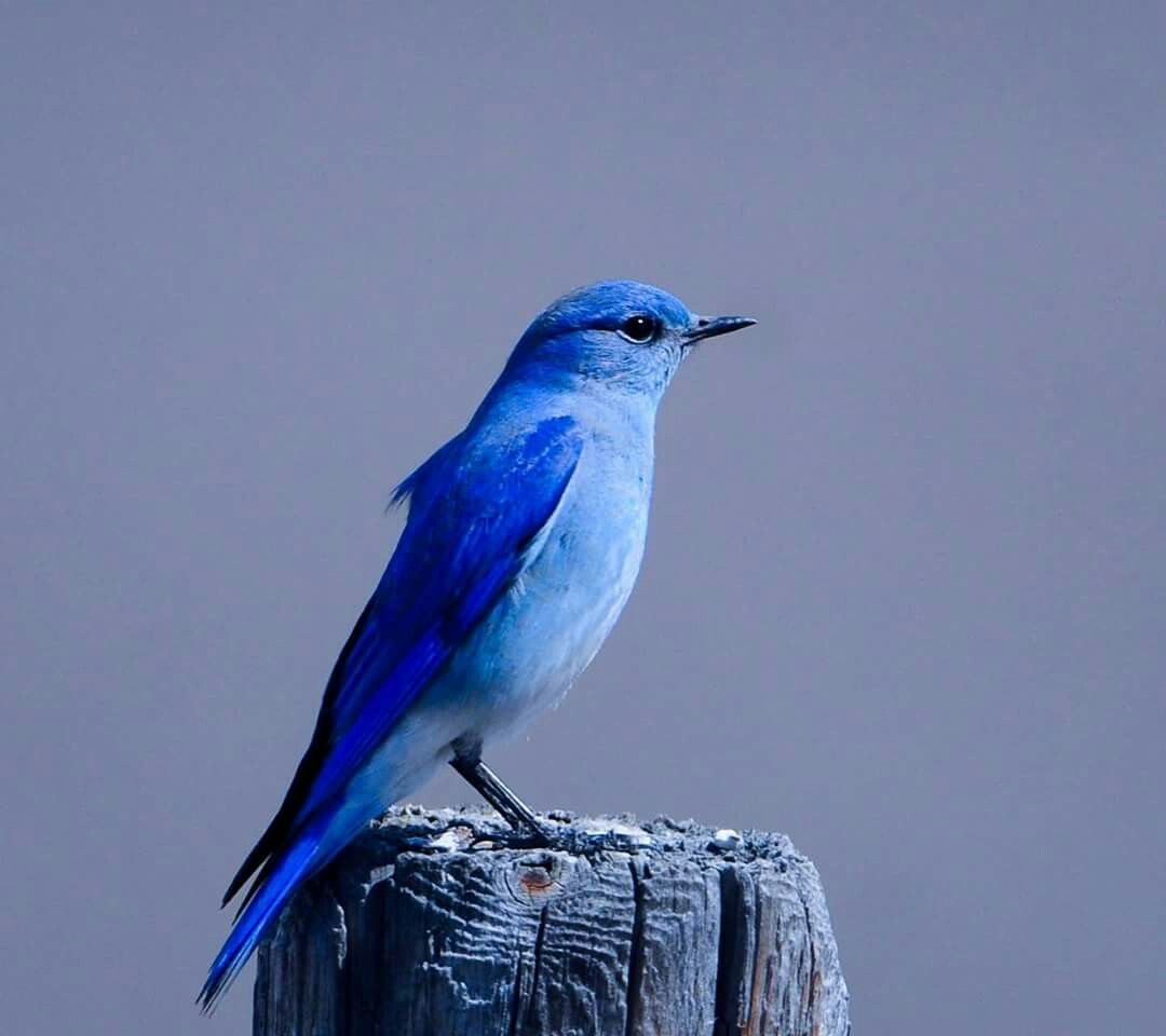 Animals. Blue bird, Birds, Bird picture