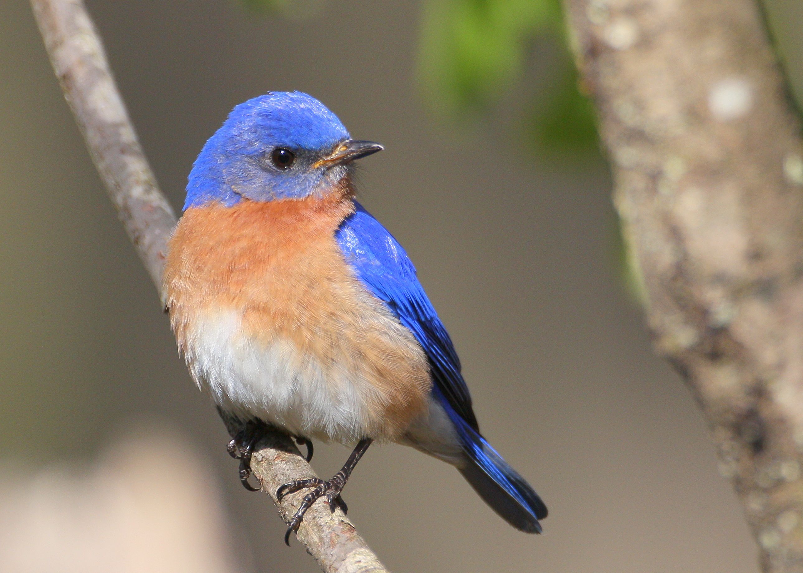 Bluebird Desktop Background. Bluebird