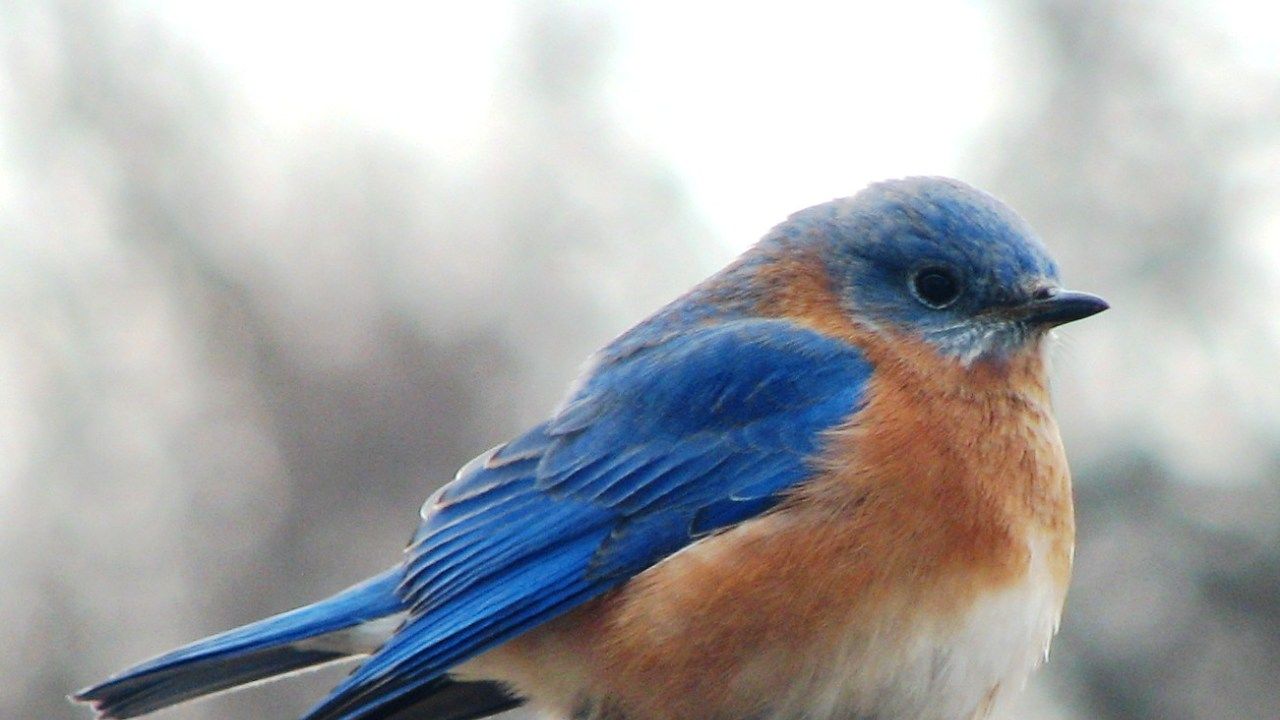 Male Eastern Bluebird #Wallpaper