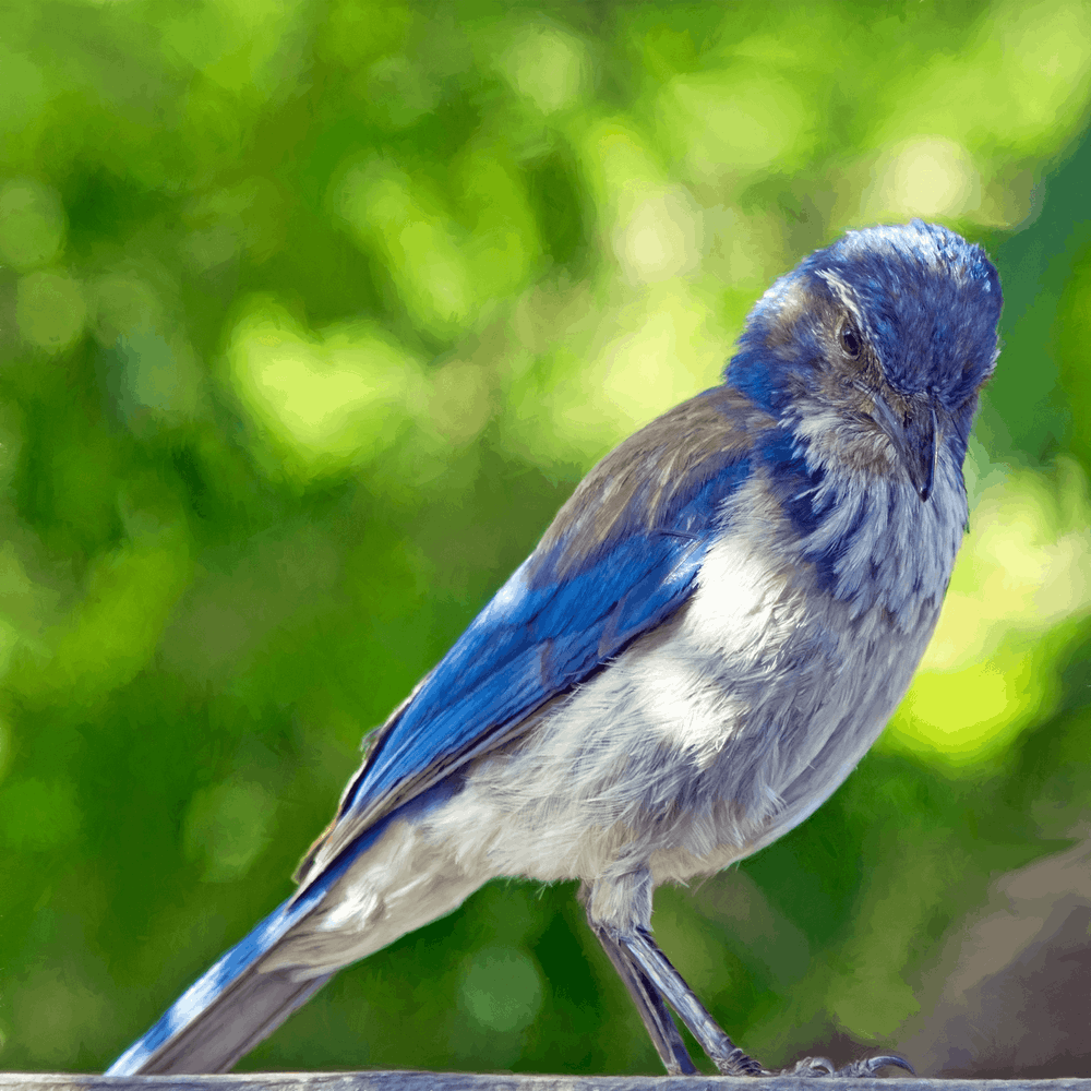 Blue Bird Picture [HD]. Download Free Image