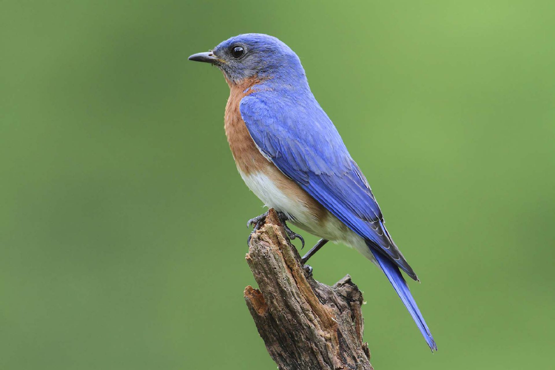 Bluebird Desktop Background. Bluebird