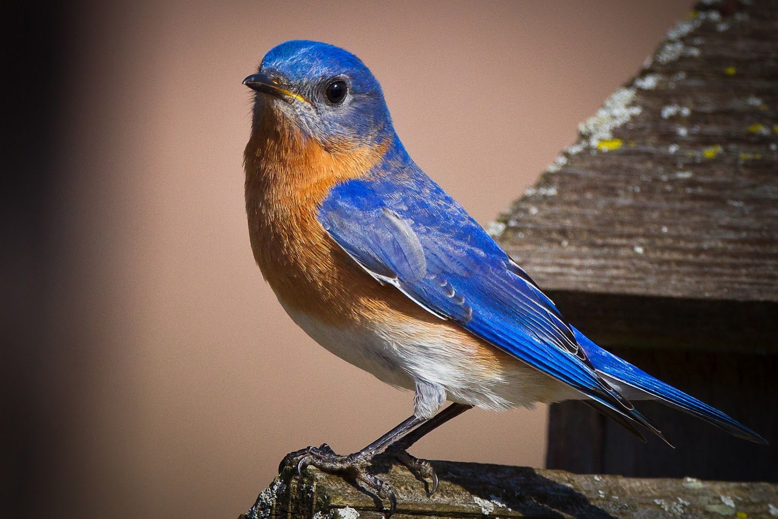 Eastern Bluebird wallpaper, Animal, HQ Eastern Bluebird picture