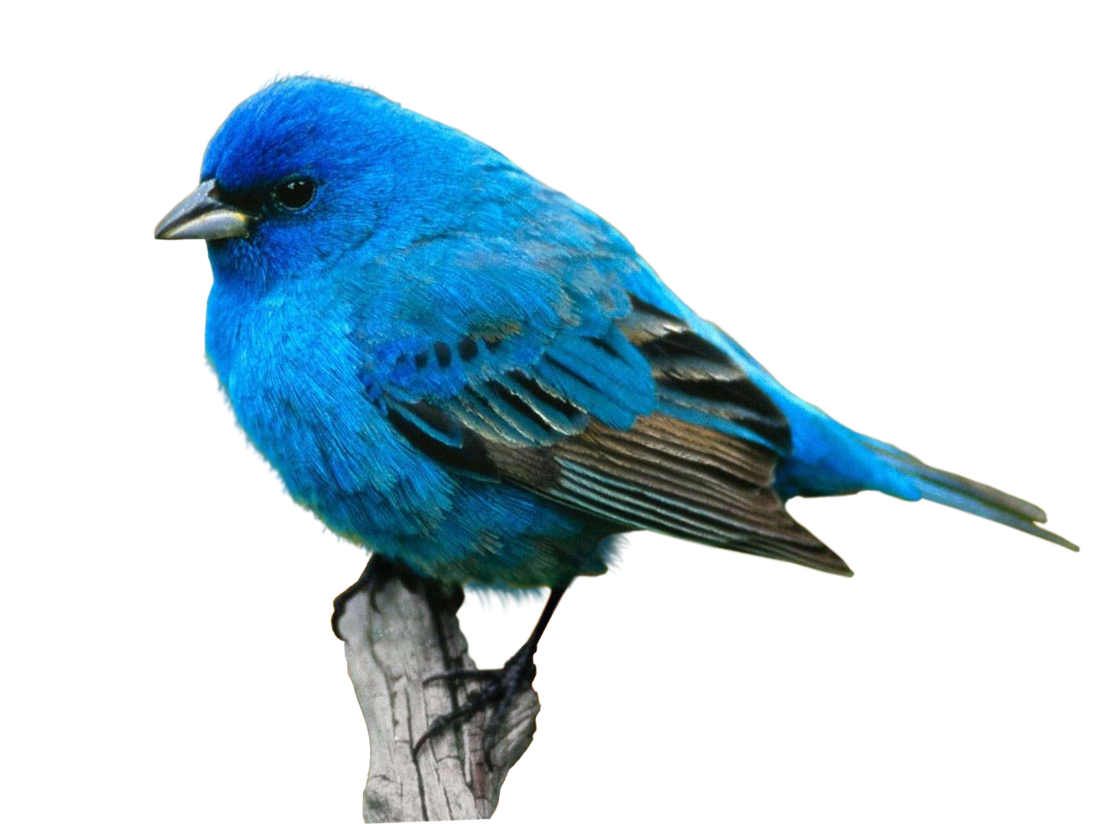 Bird Food Crane Desktop Wallpaper Eastern bluebird png