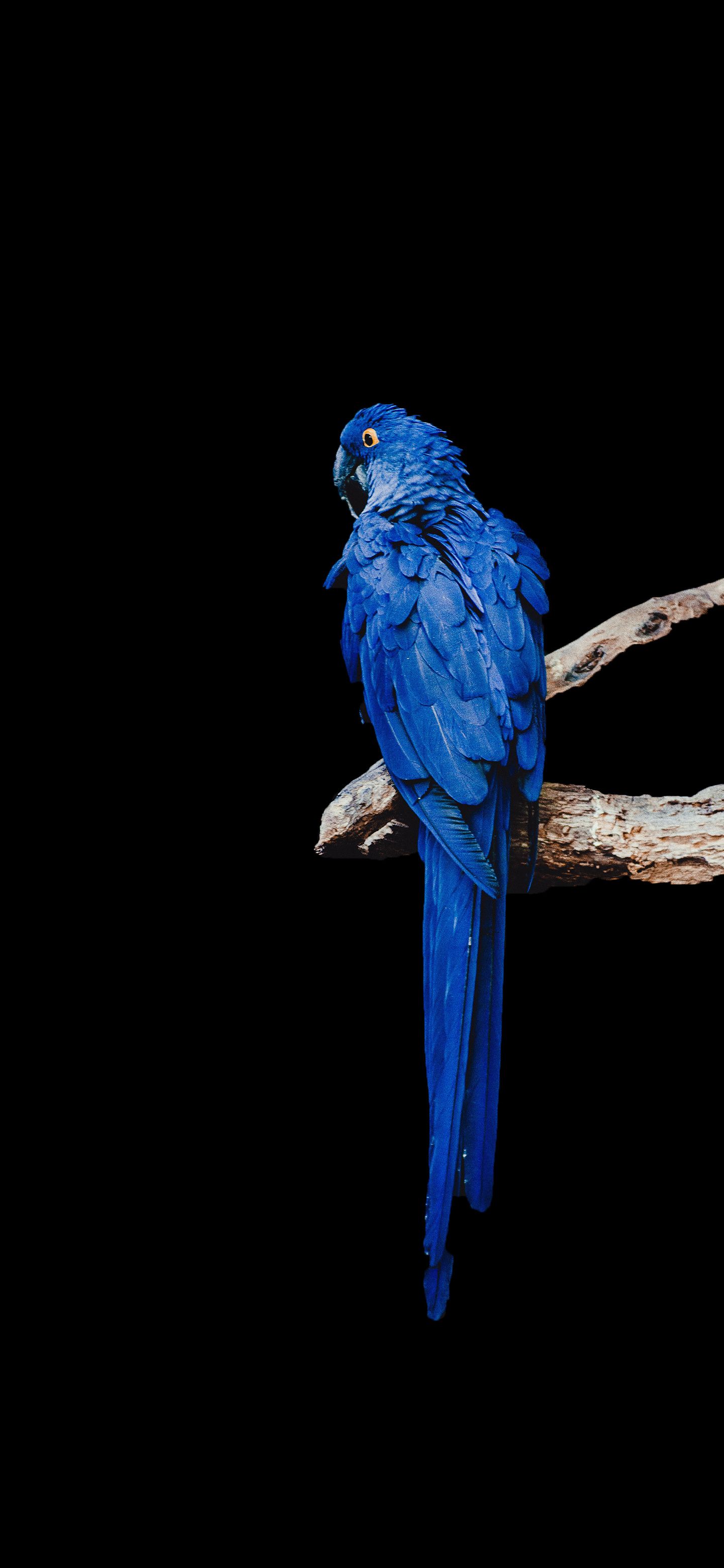 Blue Macaw Amoled Wallpaper