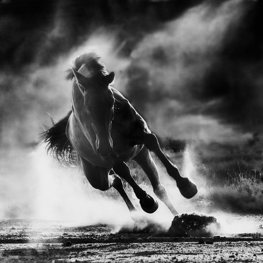 Equine Ecstasy: 30 Most Popular Horse Photo on 500px