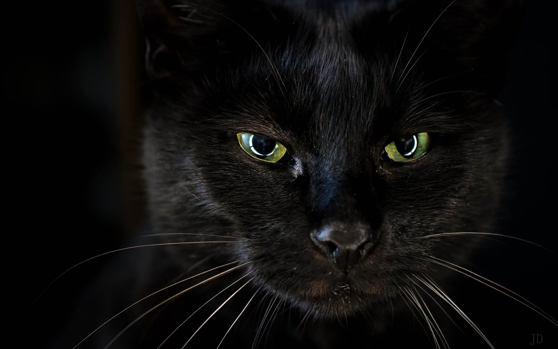 Wallpaper Black cat face, green eyes 1920x1200 HD Picture, Image