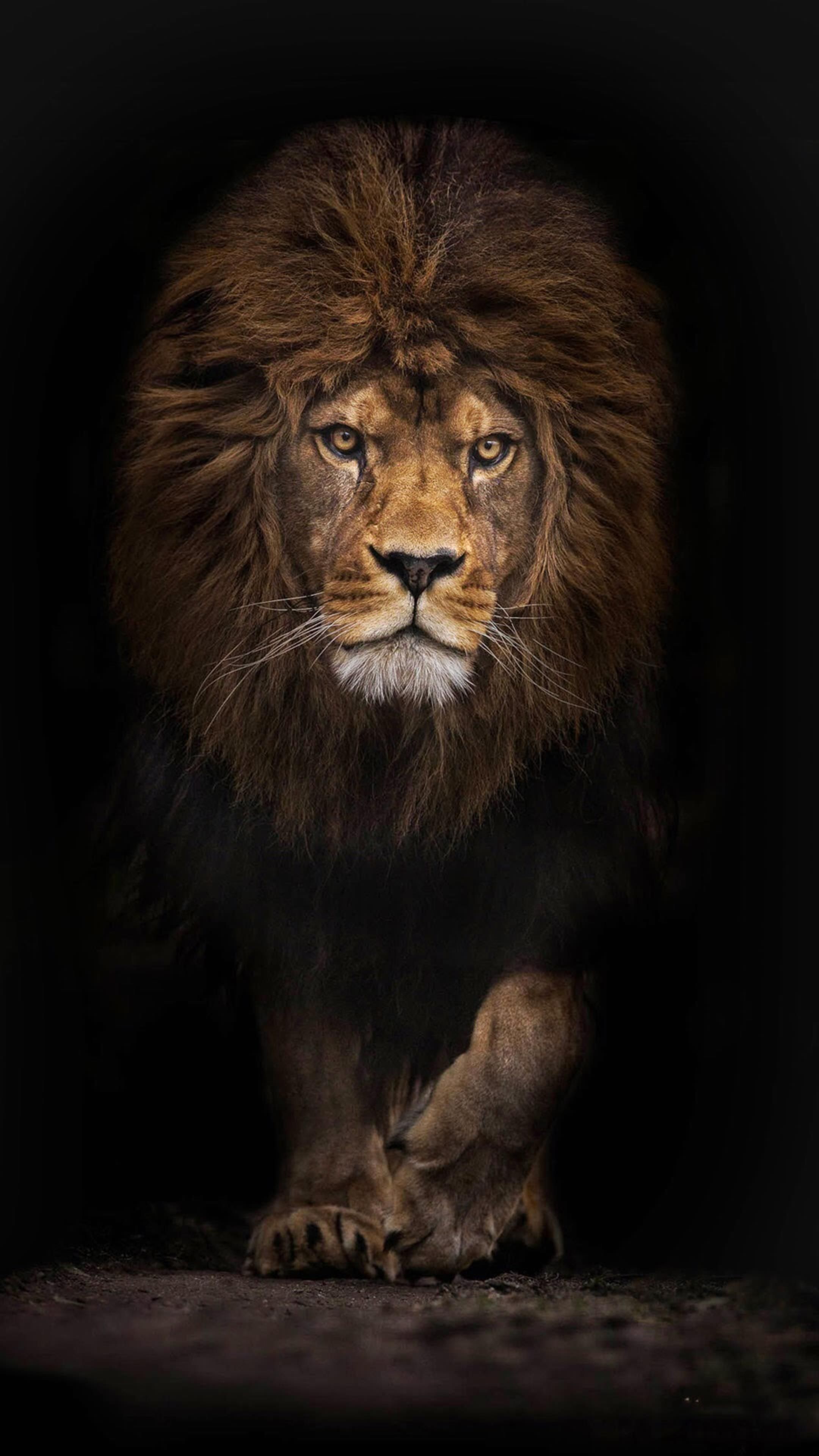 AMOLED Animal Wallpaper. Lion wallpaper, Animals wild