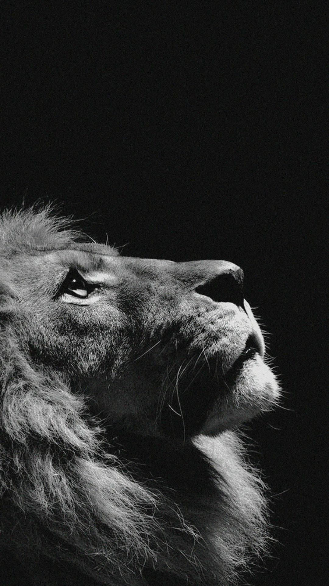 Lion iPhone X Wallpaper Free Lion iPhone X Background