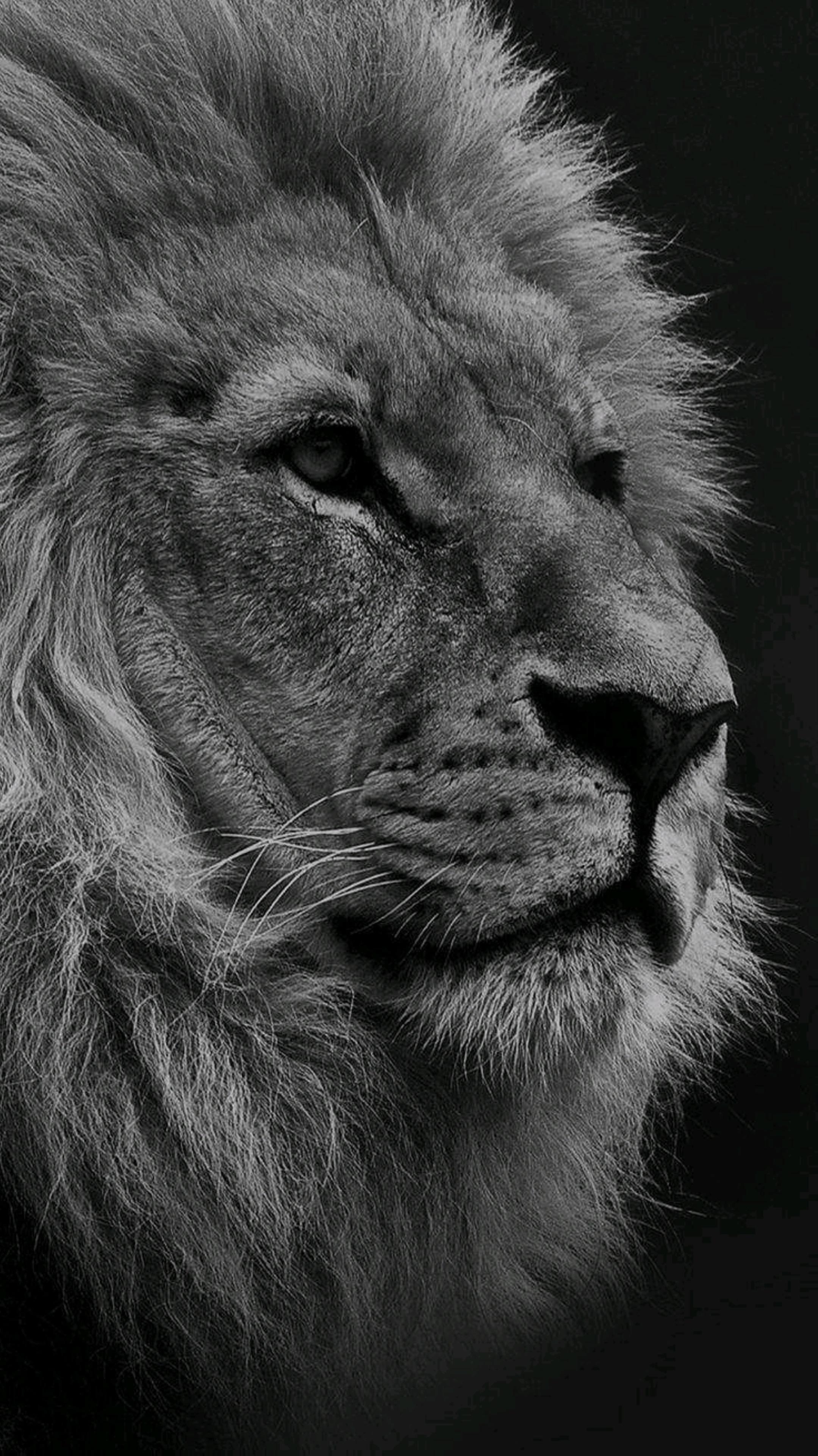 AMOLED Animal Wallpaper. Lion wallpaper, Android wallpaper