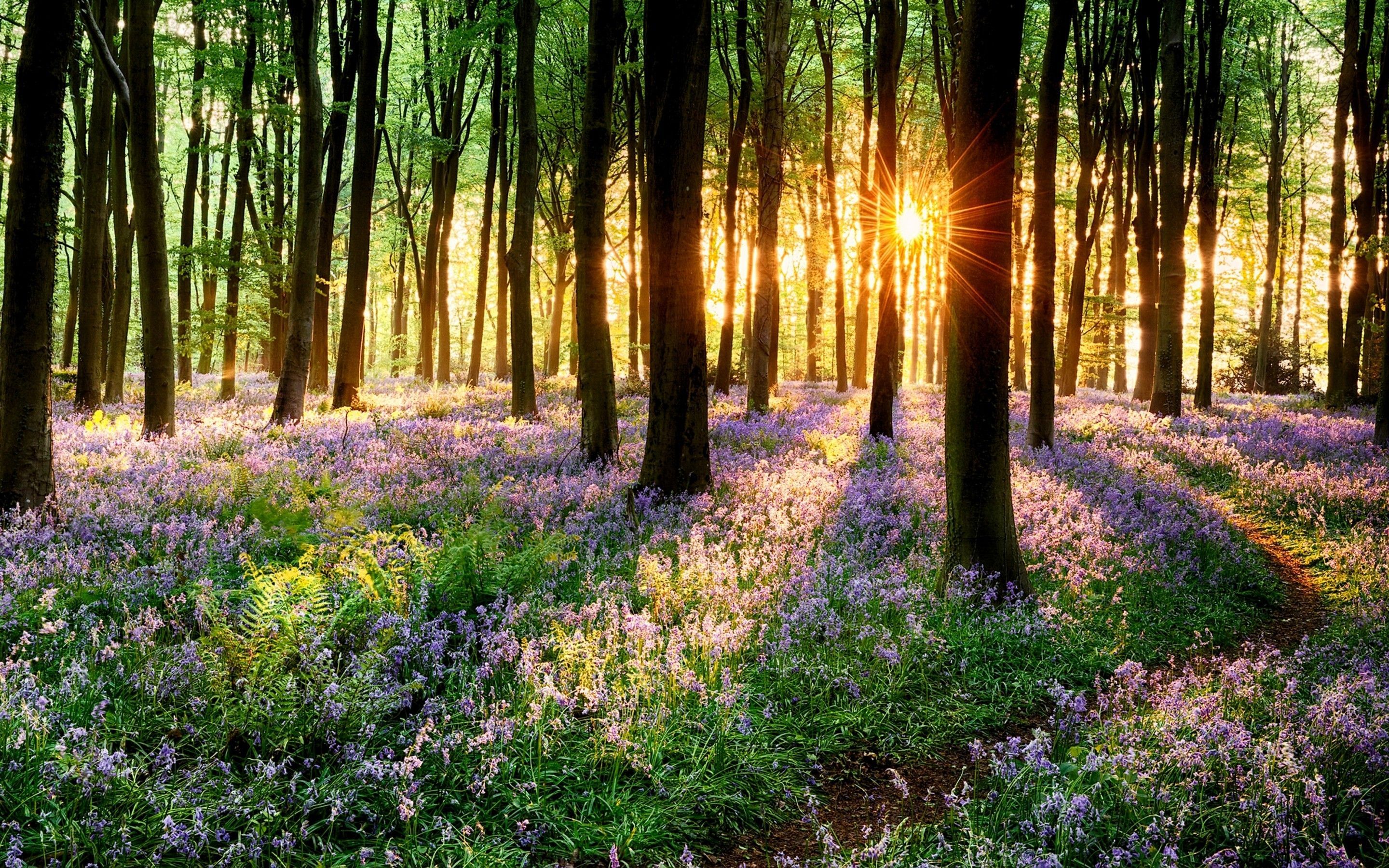 Forests Flower Forest Sunshine Carpet Sunset Spring Nature Purple Grass Flowers Sun Trees Wallpaper National Geographic. Spring forest, Forest sunset, Outdoor