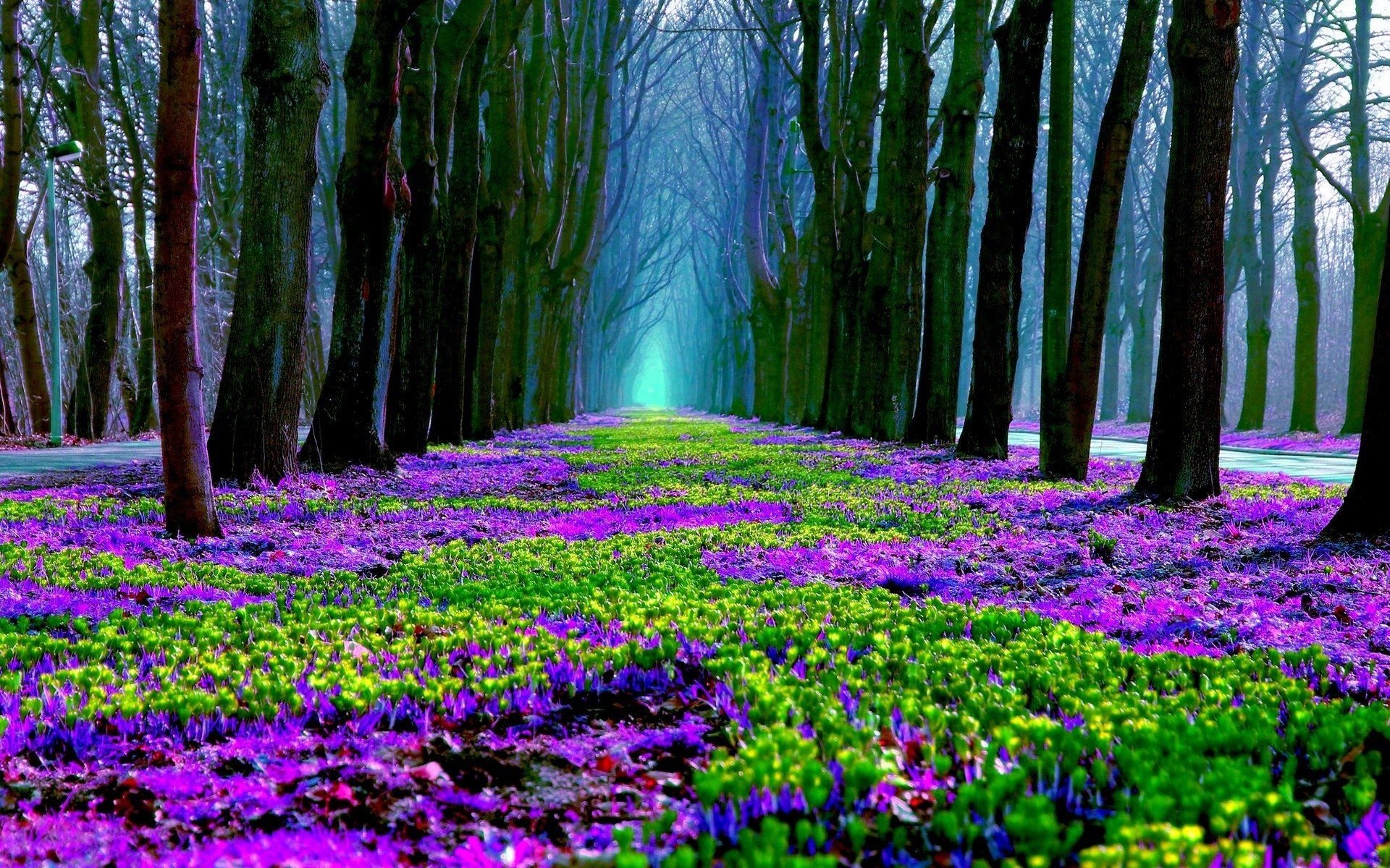 Spring Flowers In The Forest Wallpapers - Wallpaper Cave