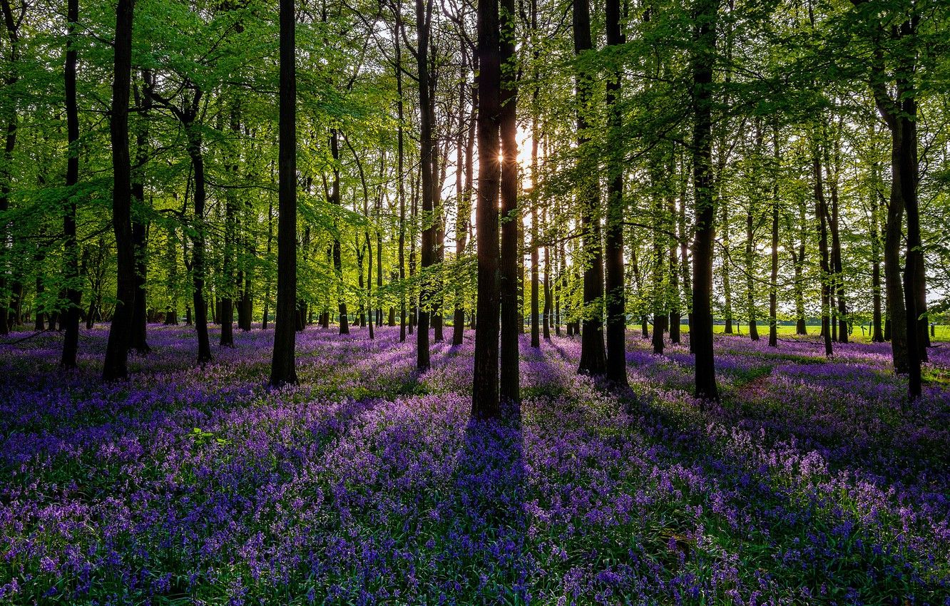 Wallpaper forest, the sun, trees, flowers, nature, spring