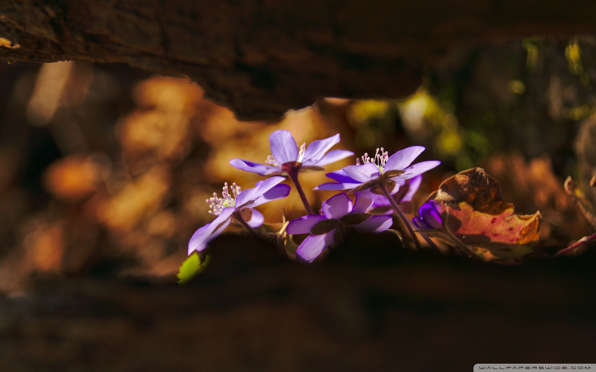 Spring Forest Flowers Ultra HD Desktop Background Wallpaper for 4K