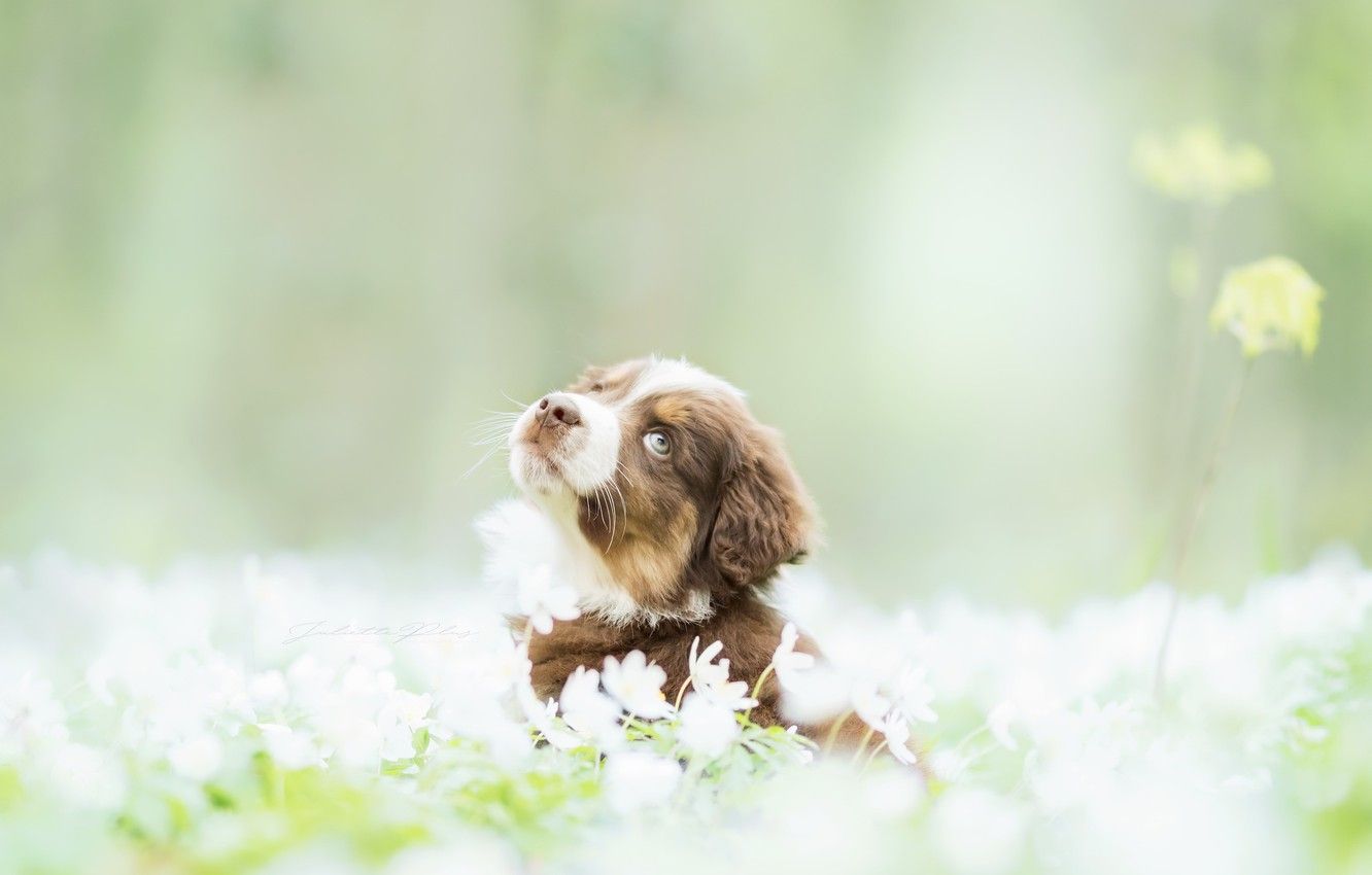 Wallpaper dog, spring, puppy image for desktop, section собаки