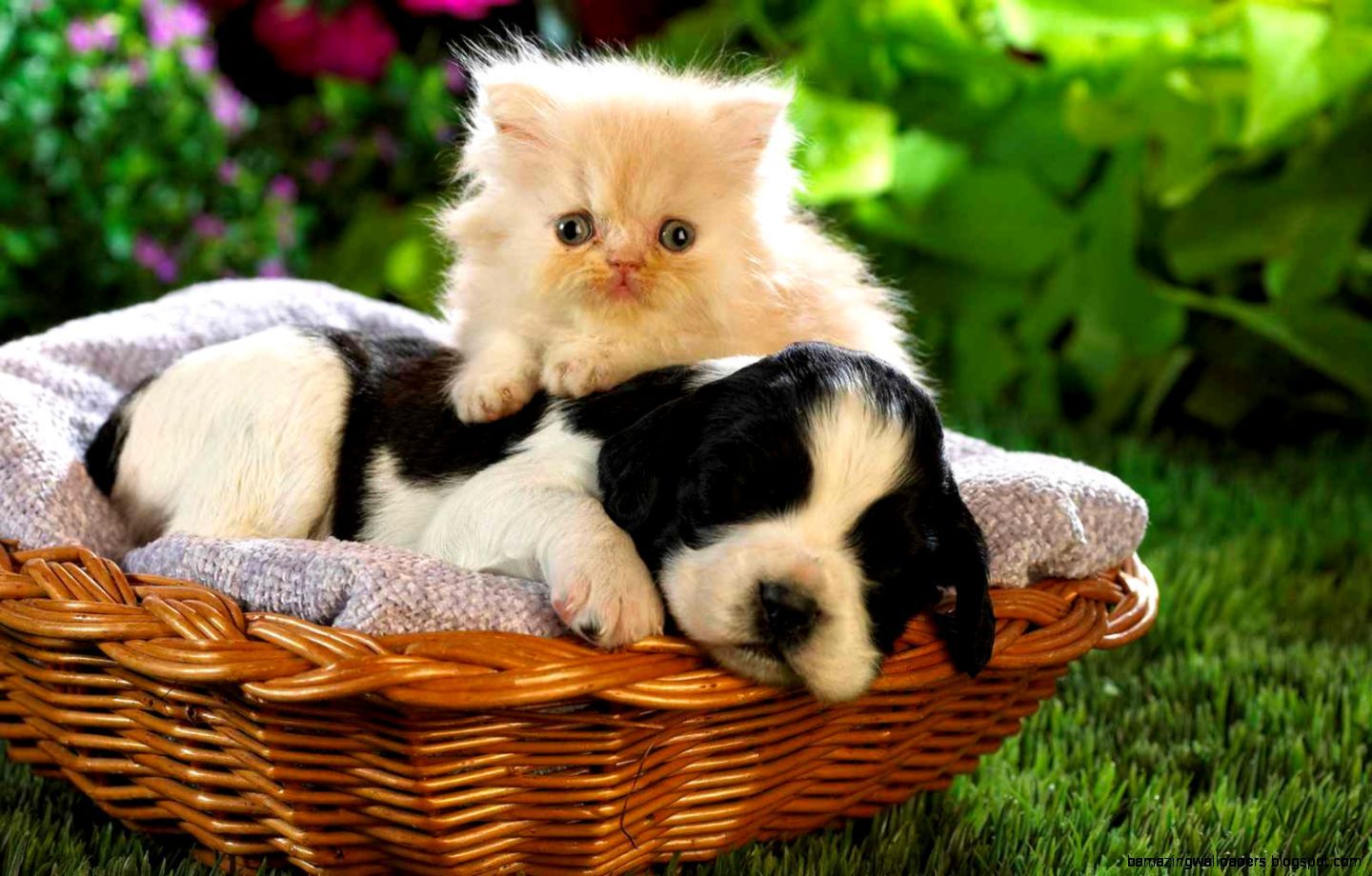 Cute Puppy And Kitten Wallpaper