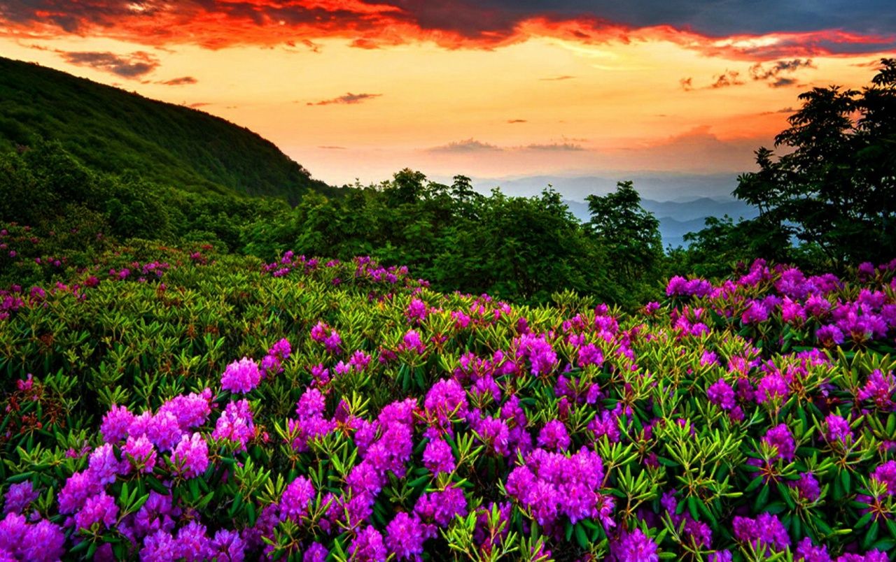 Purple Flowers Sunset Forest wallpaper. Purple Flowers Sunset