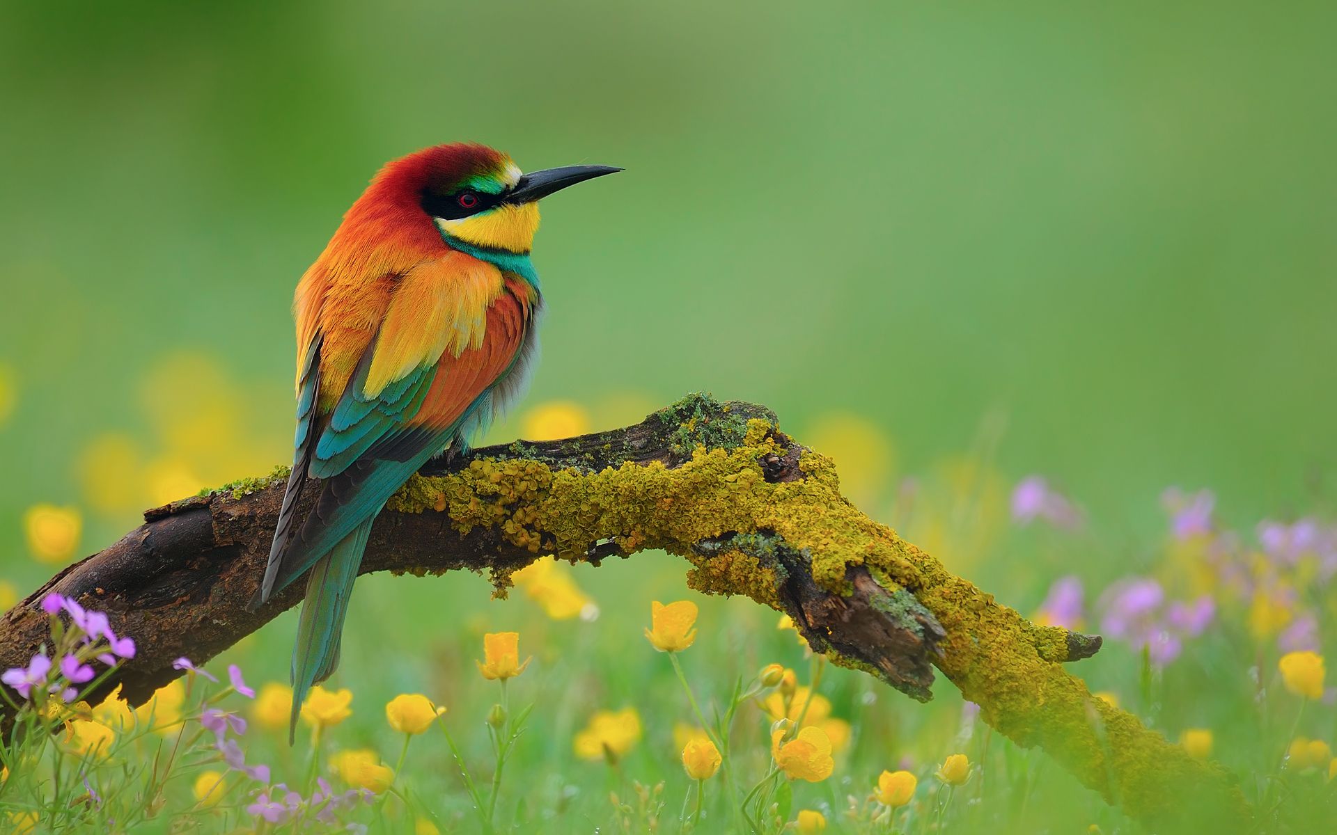 Animal Bee Eater Spring European Bee Eater Flower Branch Colorful