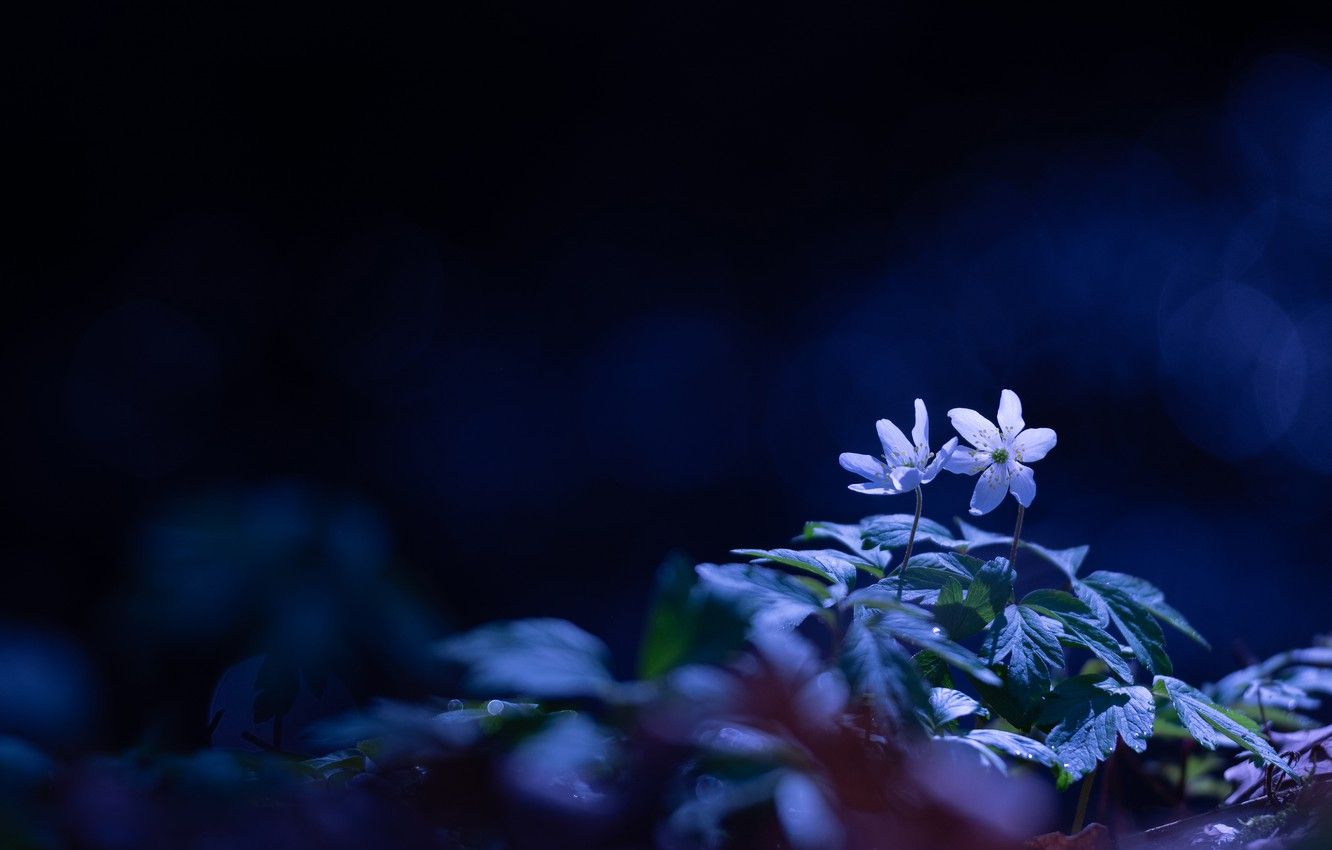 Wallpaper leaves, light, flowers, blue, the dark background, glade, spring, white, flowers, forest, bokeh, forest, anemone image for desktop, section цветы