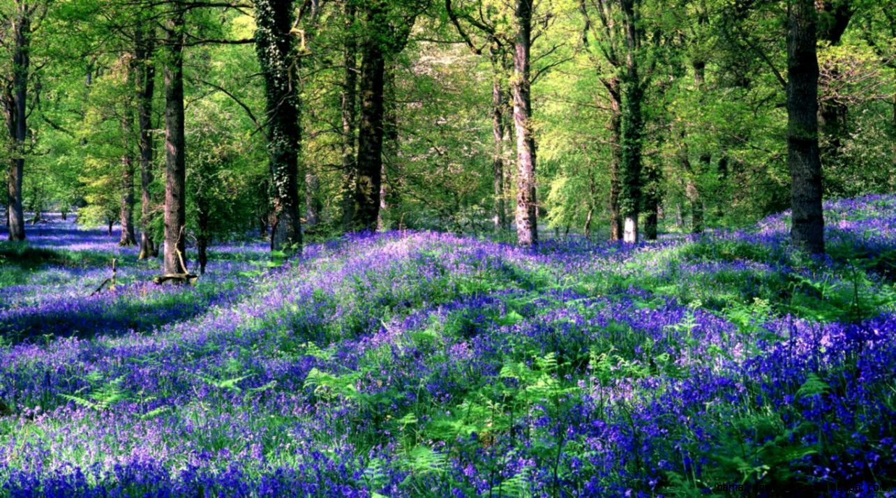 Spring Forest Wallpaper HD