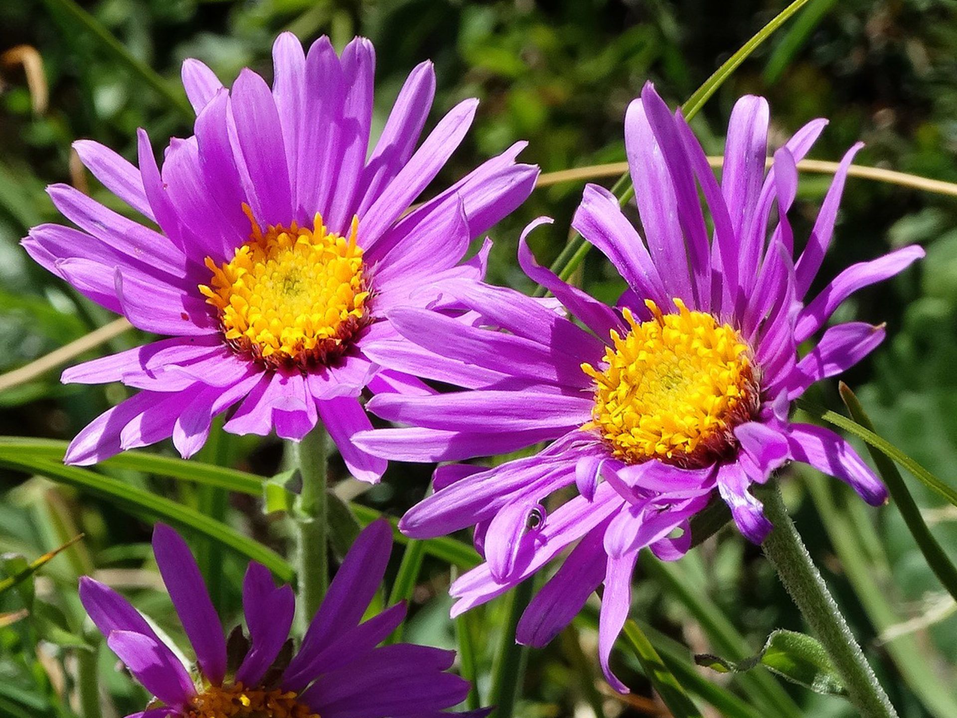 Plants Alpine Aster Purple Flower Blooms At The End Of The Spring