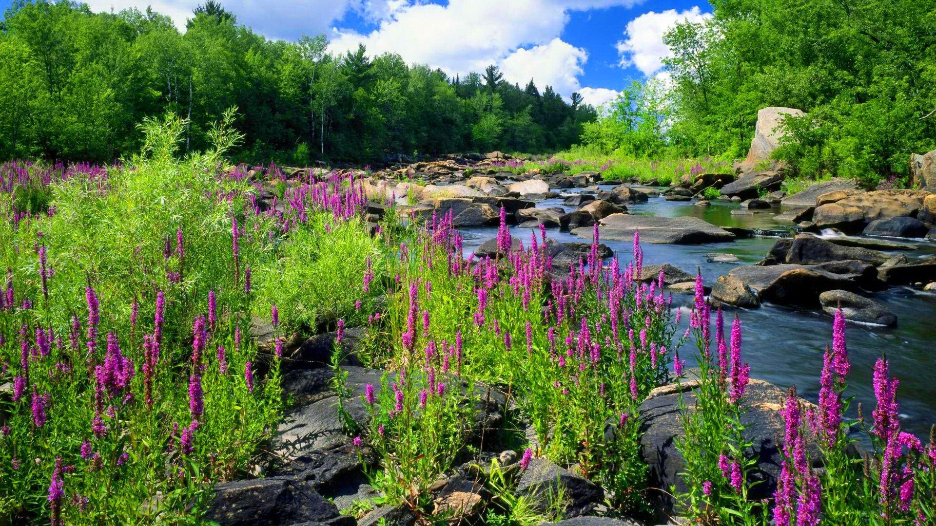 Mountain River Stone Forest Trees With Green Purple Flowers Of