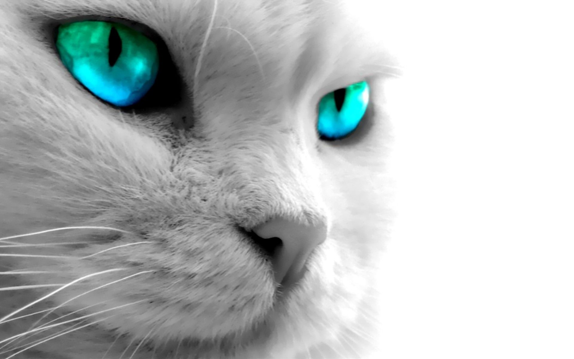 Blue eyed cat wallpaperx1200