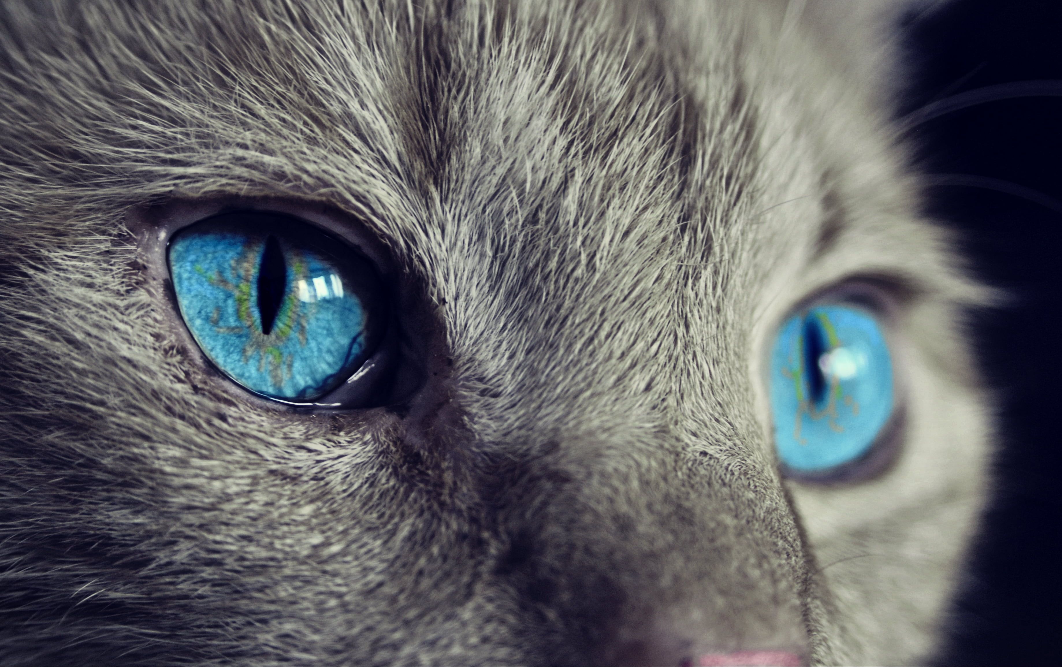 Close Up View Of Gray Blue Eyed Cat HD Wallpaper