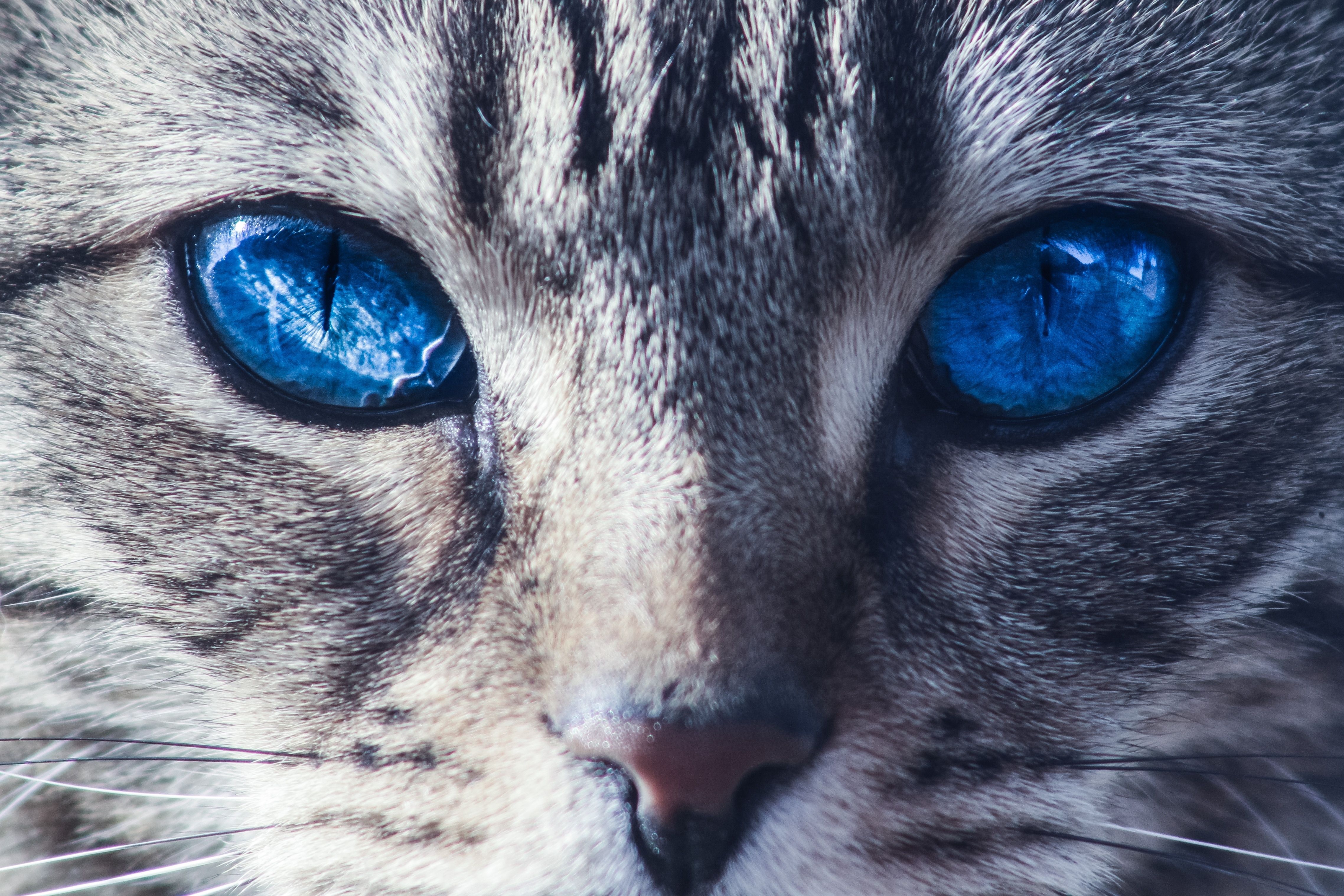 blue eyes cat free image