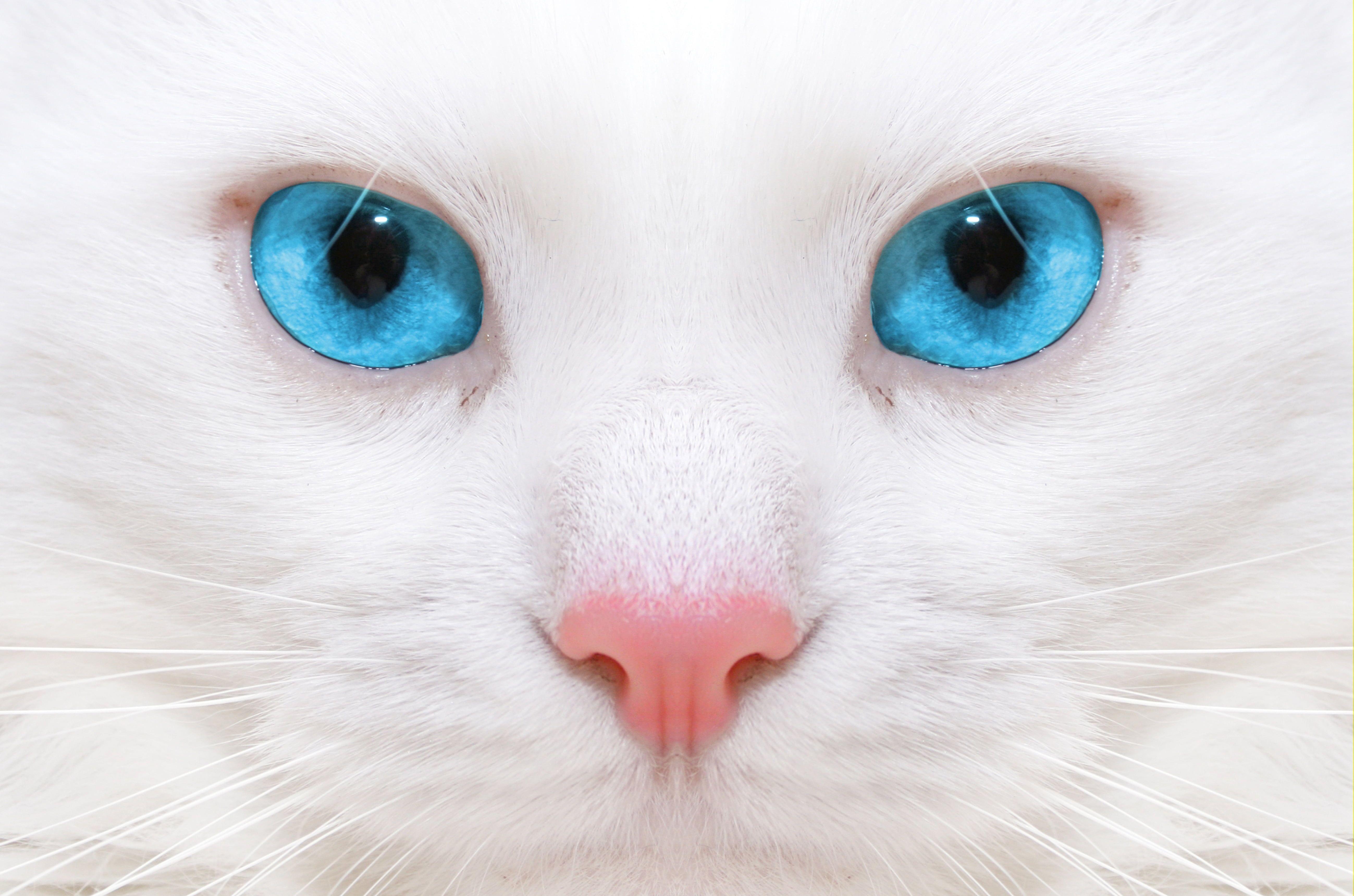 Closeup Photo Of White Fur Blue Eyed Cat HD Wallpaper. Wallpaper