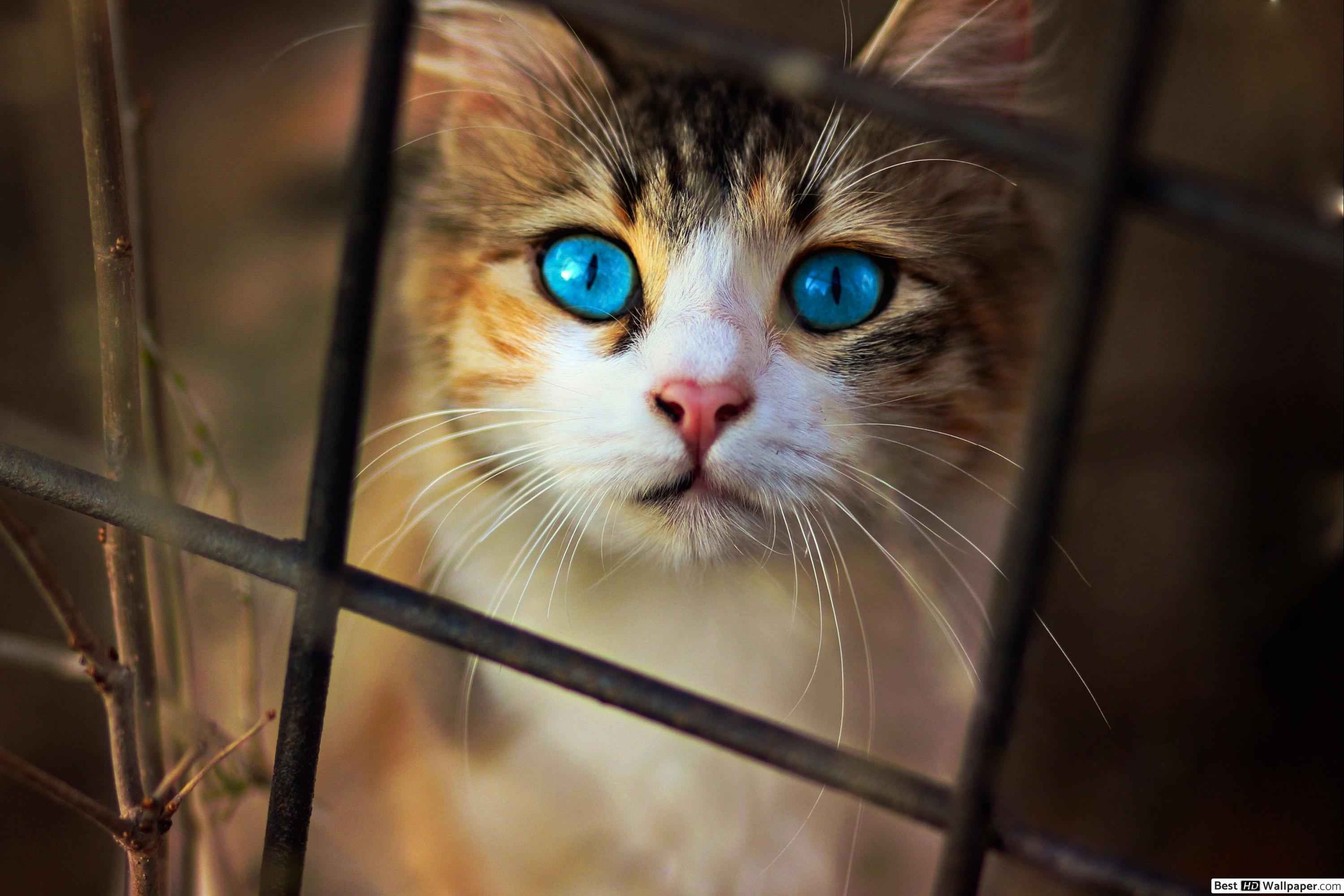 Gazing Blue Eye Cat HD wallpaper download