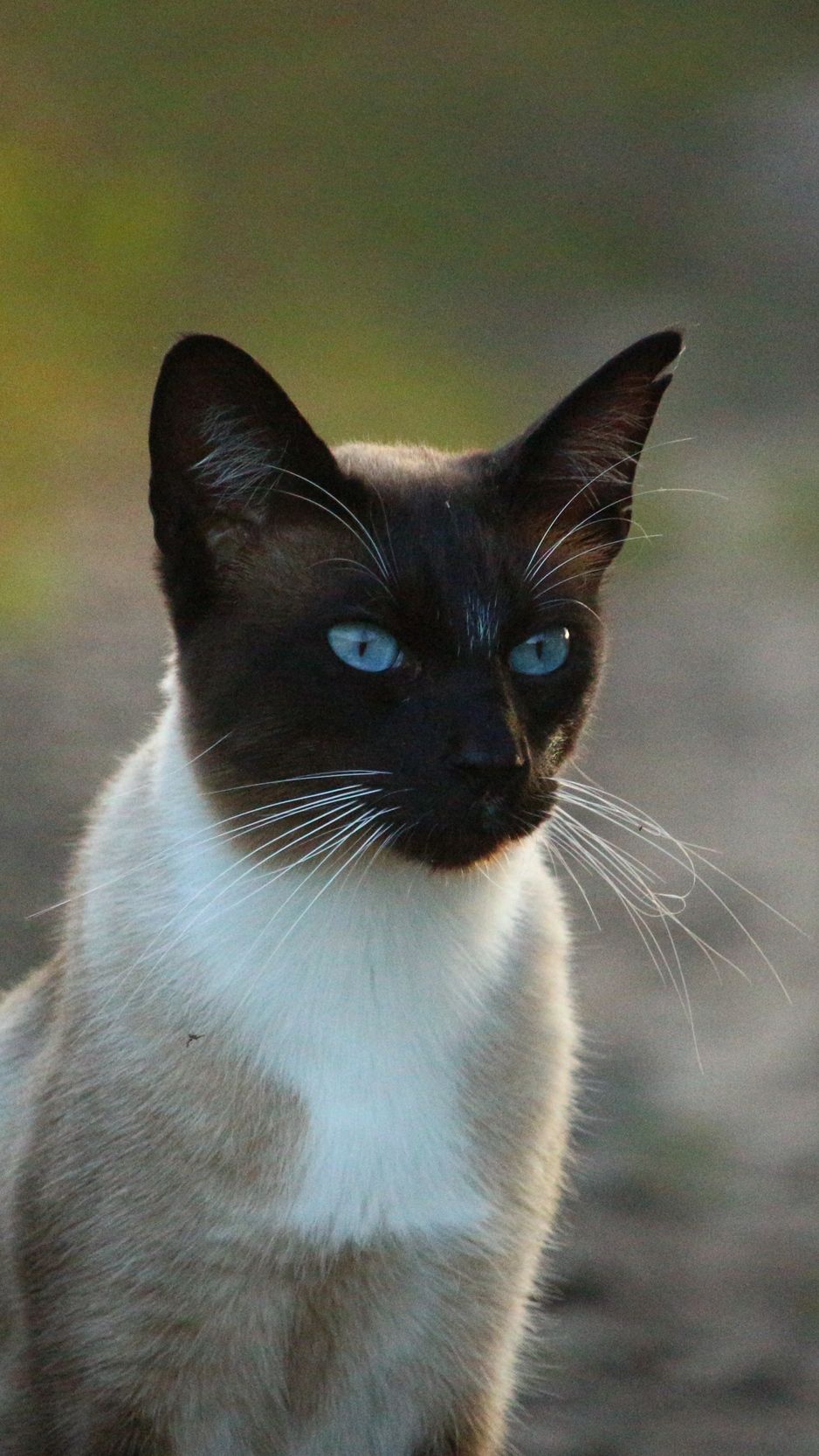 Download Wallpaper 938x1668 Siamese Cat, Cat, Blue Eyed Iphone 8 7