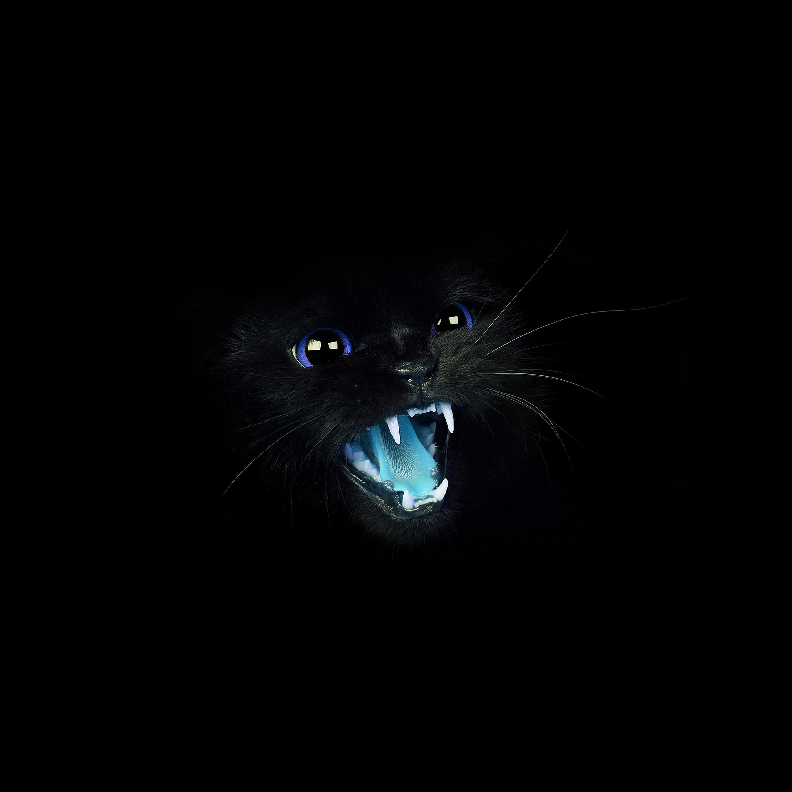Black Cat Blue Eye Roar Animal Cute