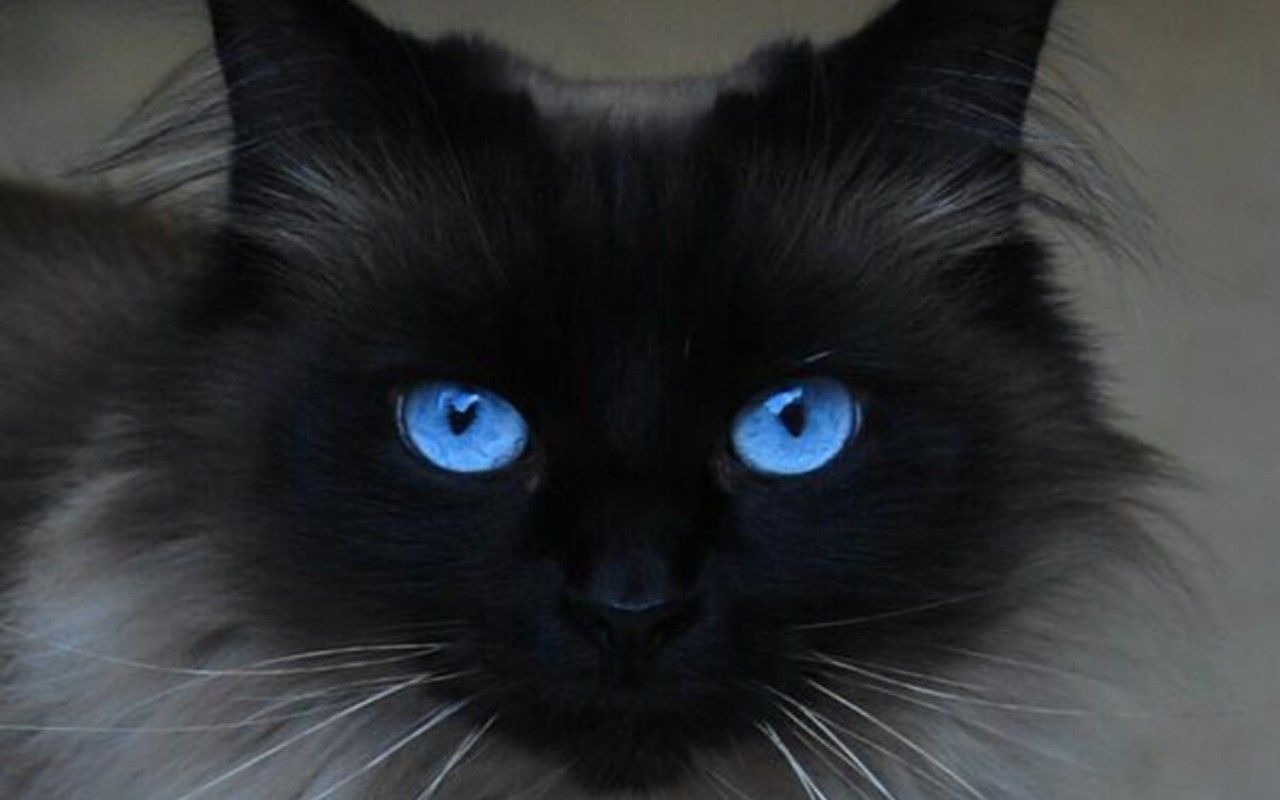 Free download Blue Eyed Cats inspiration photo [1280x800]