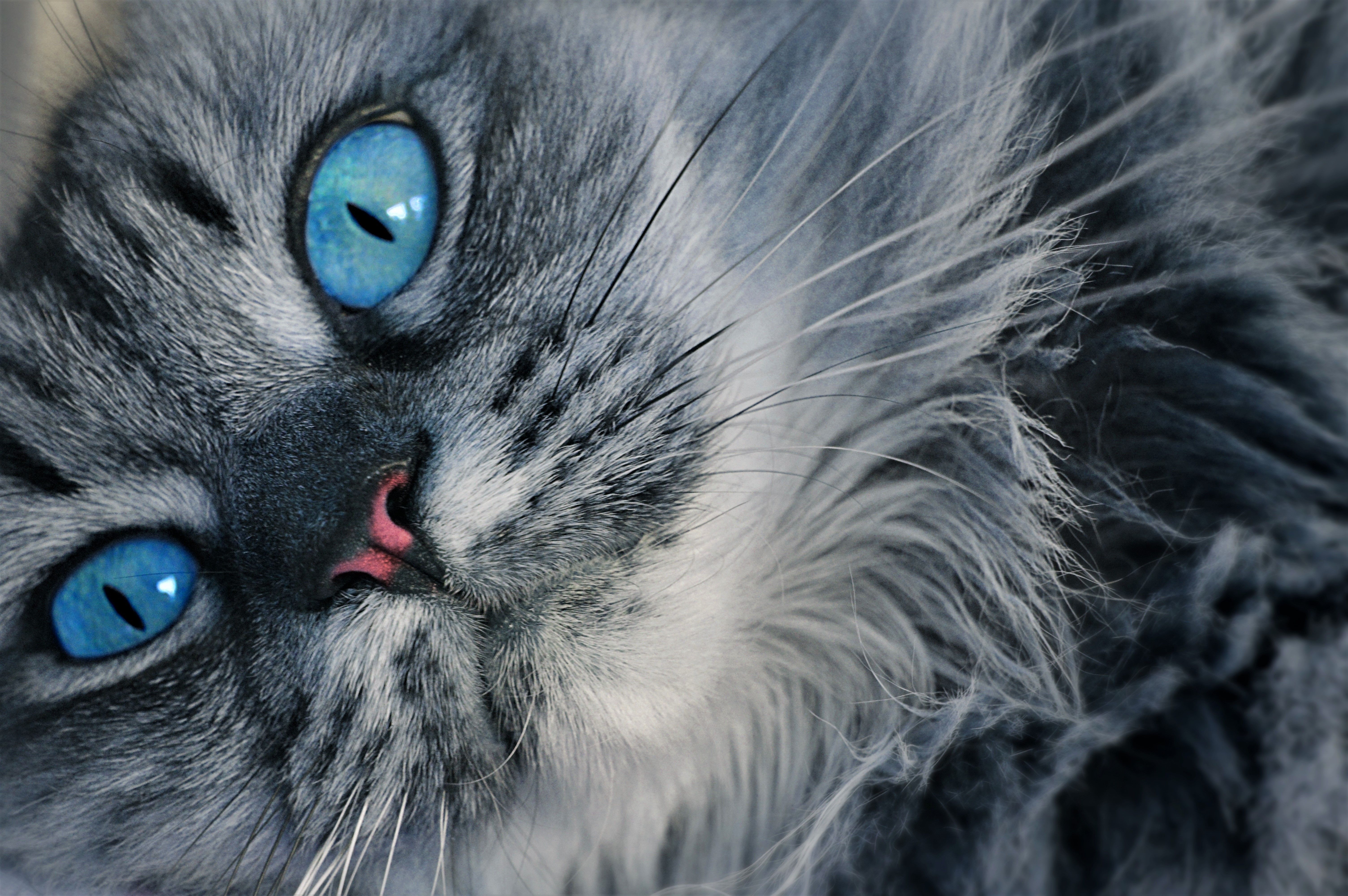 Blue Eyed Cat 5k Retina Ultra HD Wallpaper. Background Image