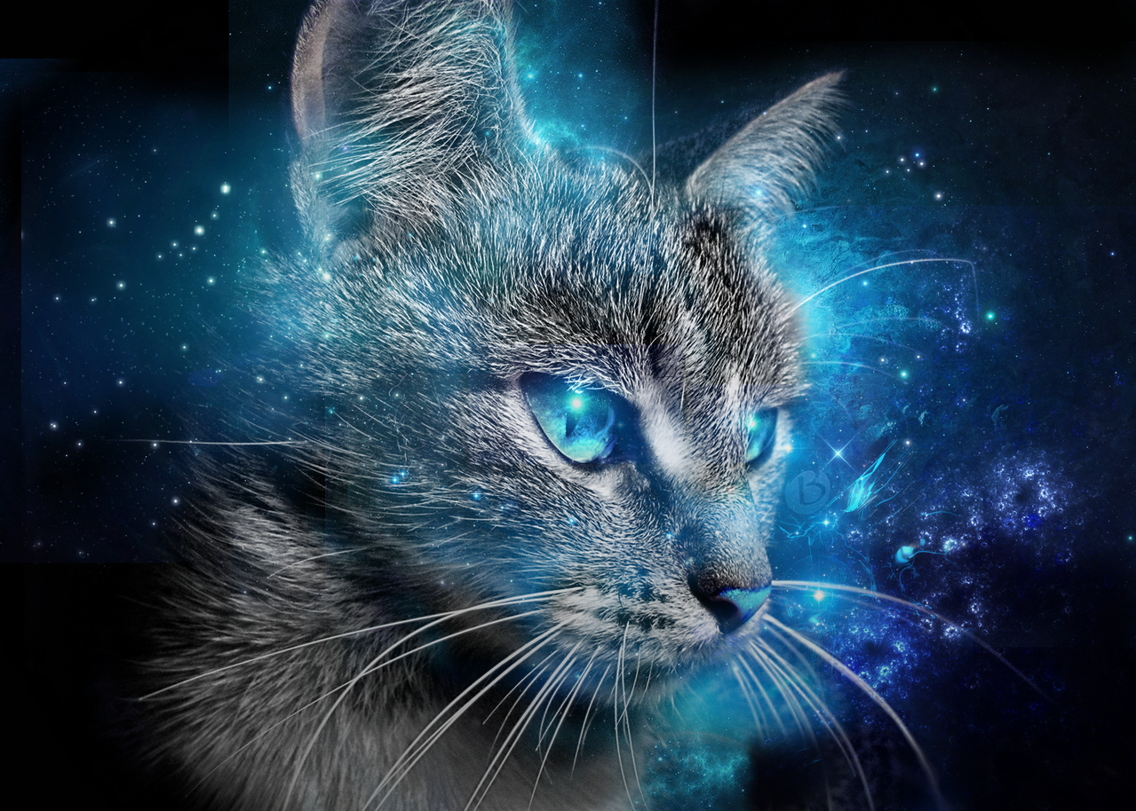 Blue Cat Wallpaper