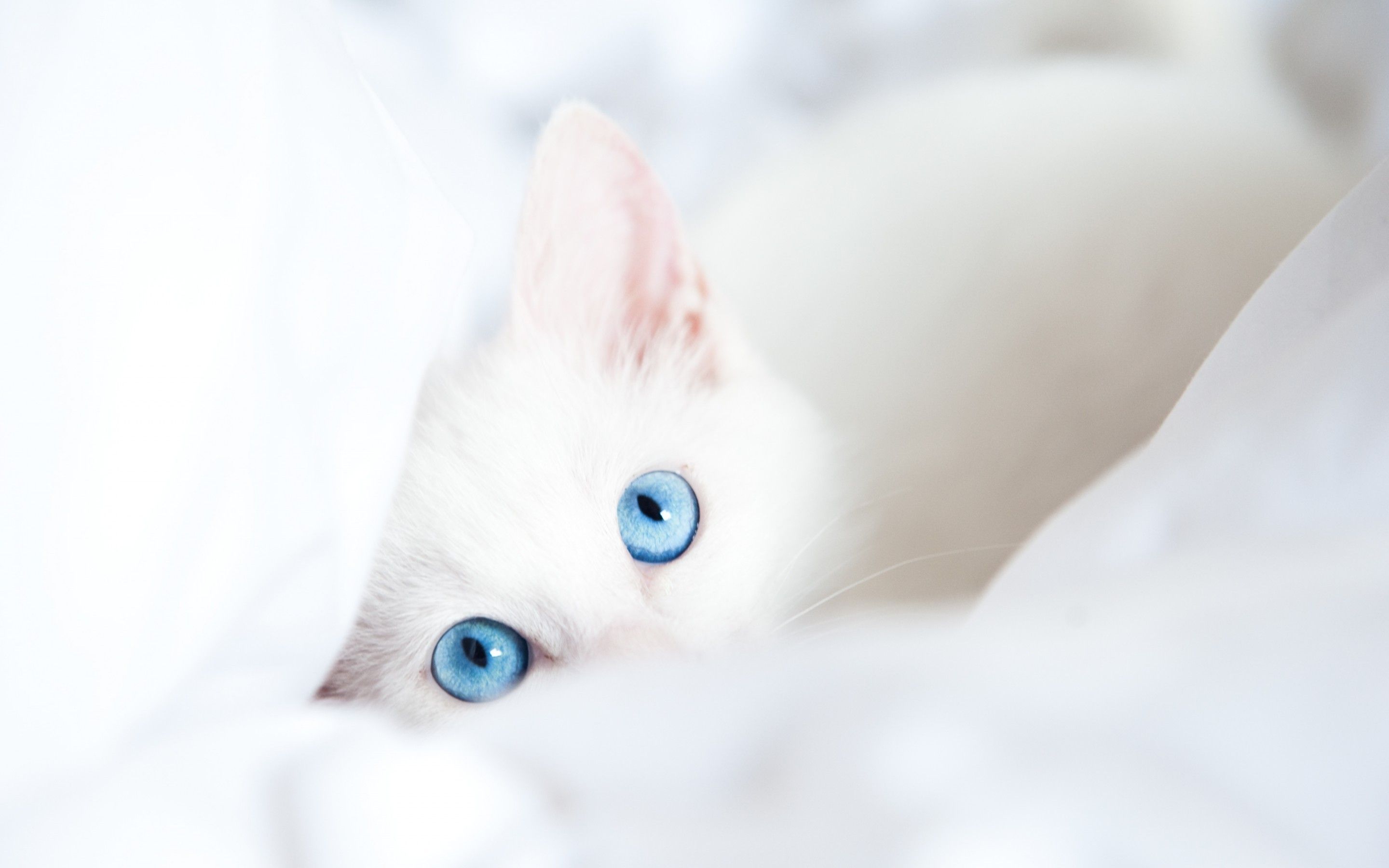 Blue Eyes White Kitten Photo Wallpaper for your Desktop